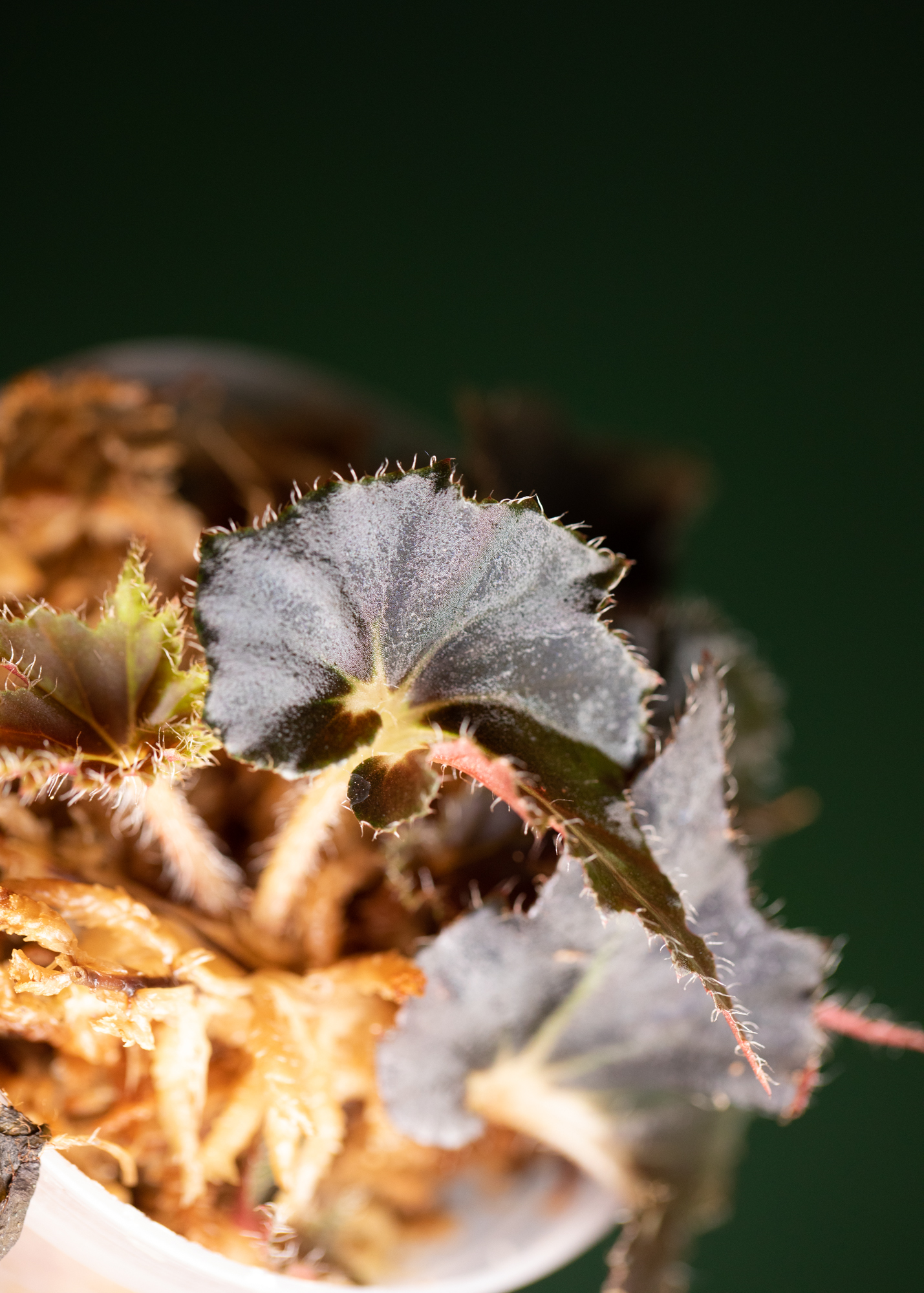 Begonia Black Fang Begonia Black Fang