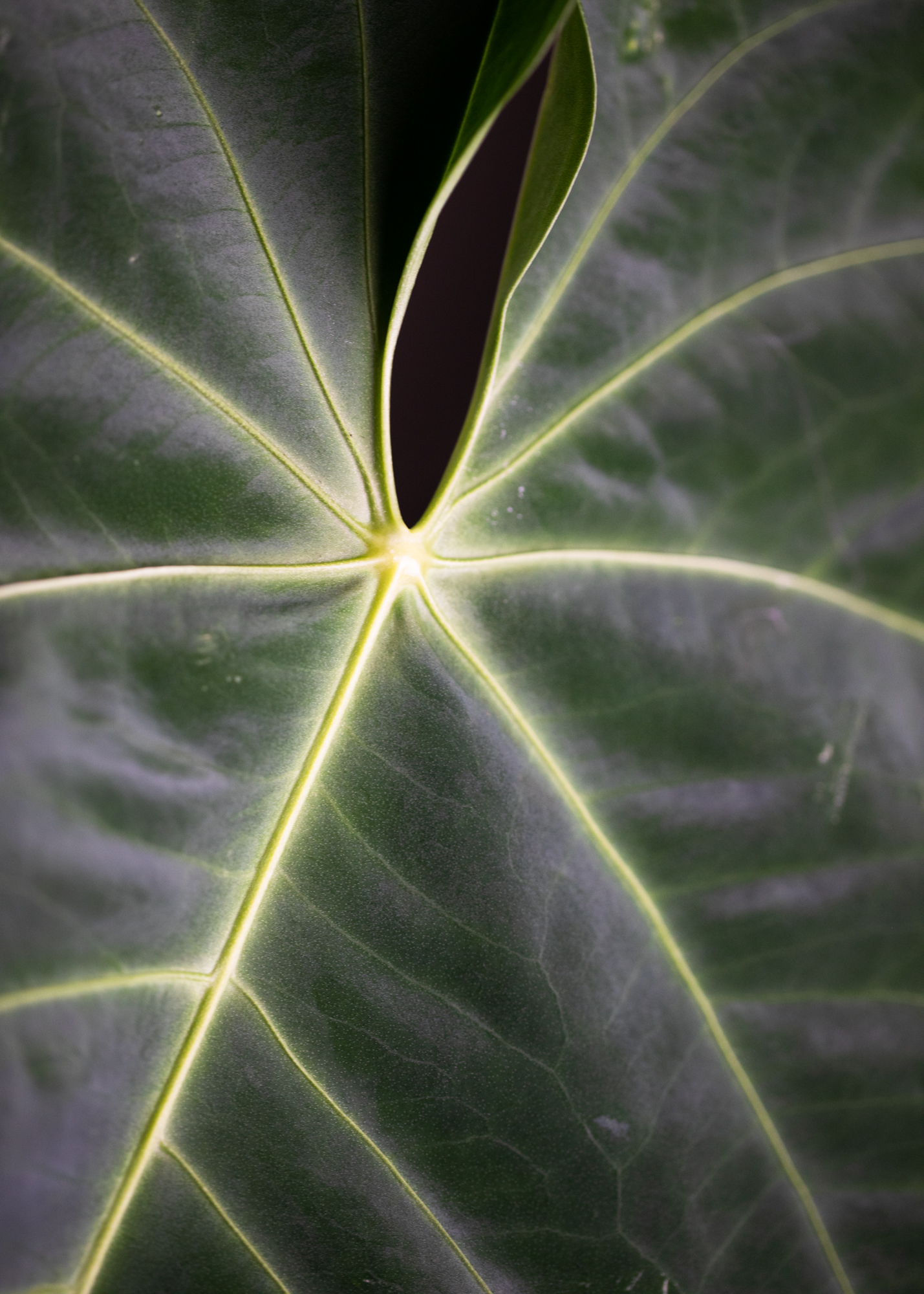 Anthurium Queremalense