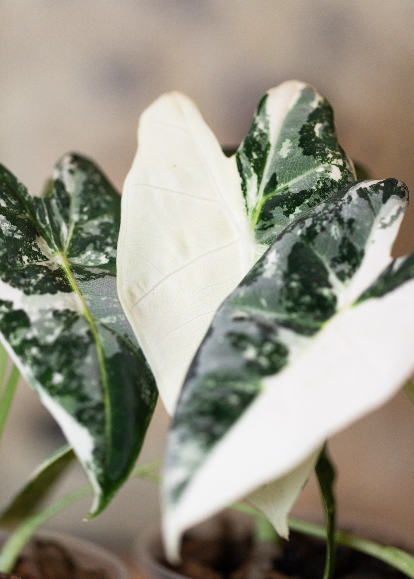 Alocasia frydek variegata