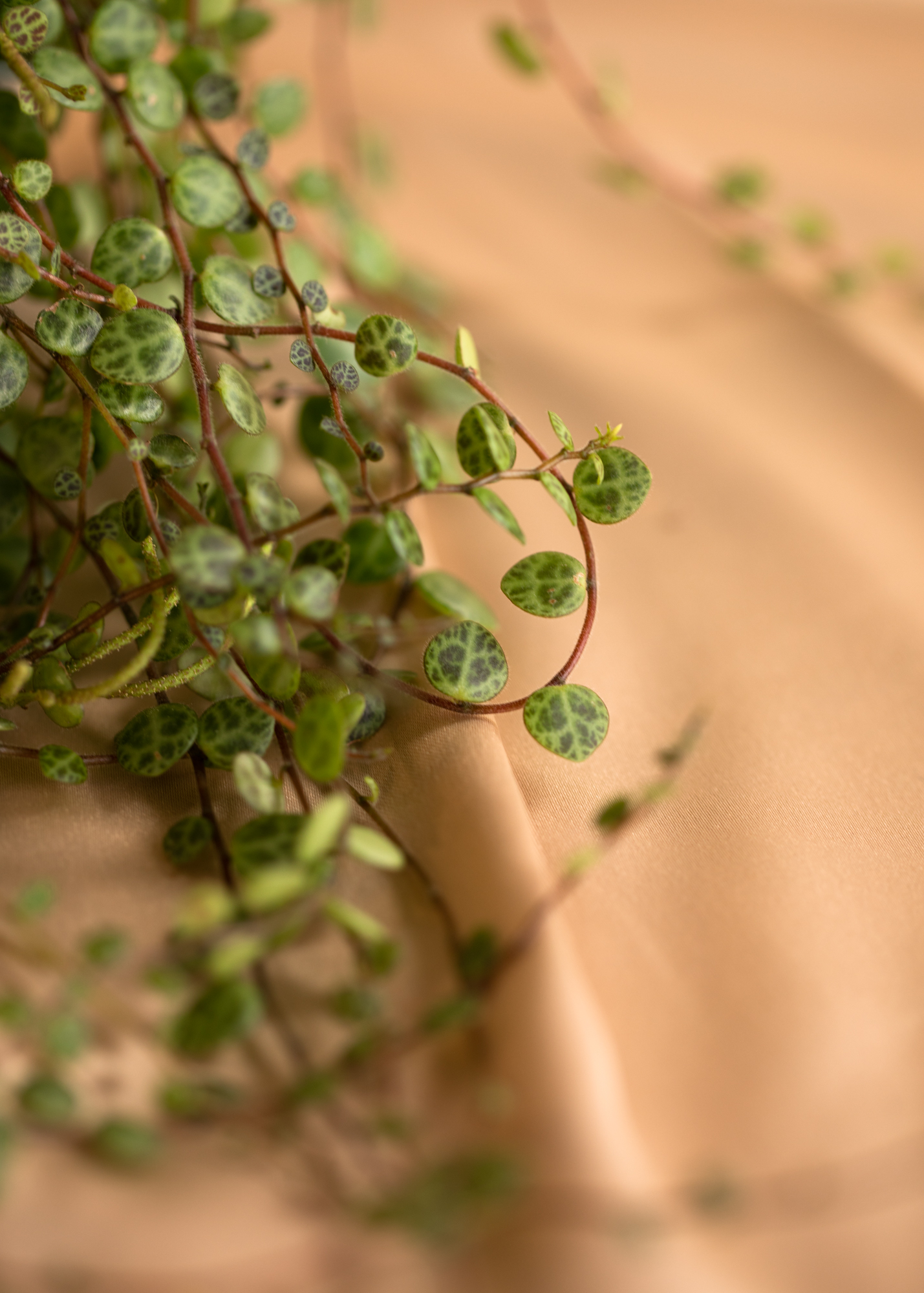 Peperomia Prostrata Peperomia Prostrata