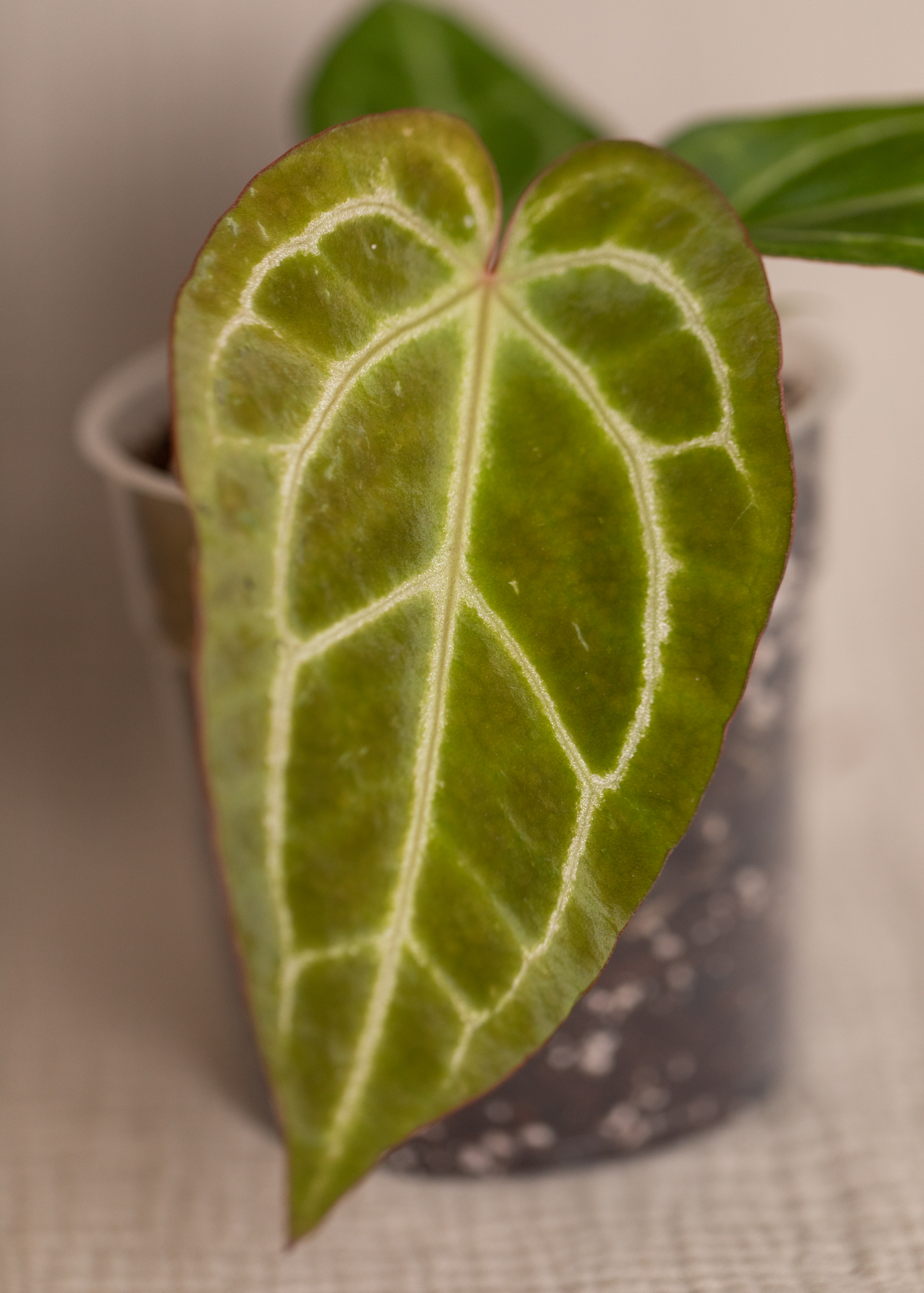 Anthurium Magnificum x Crystallinum 2