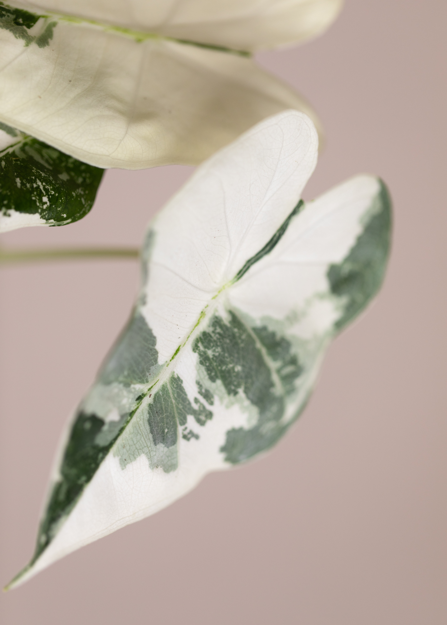Alocasia Micholitziana Frydek Variegata 2