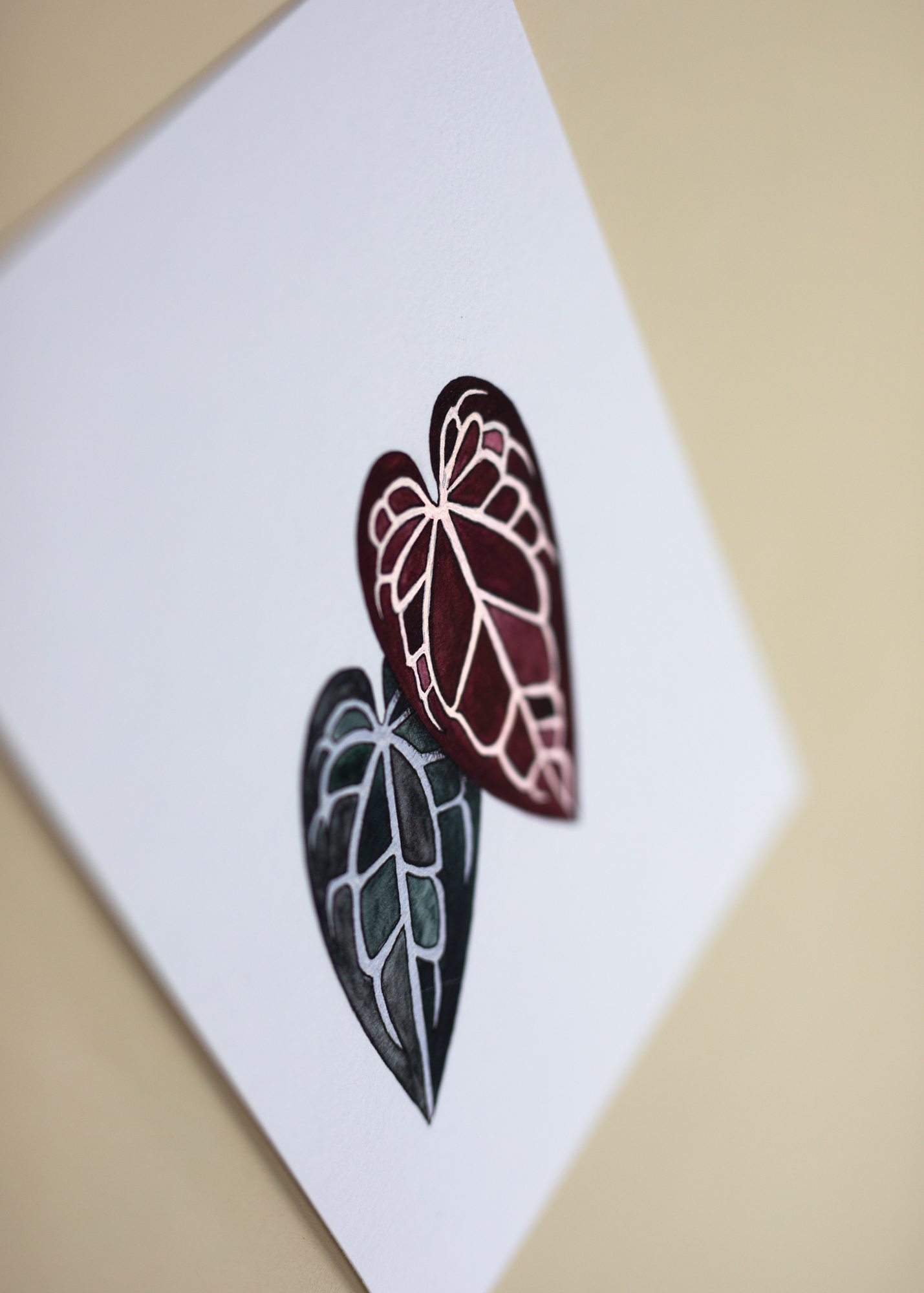 Anthurium Ace of Spades