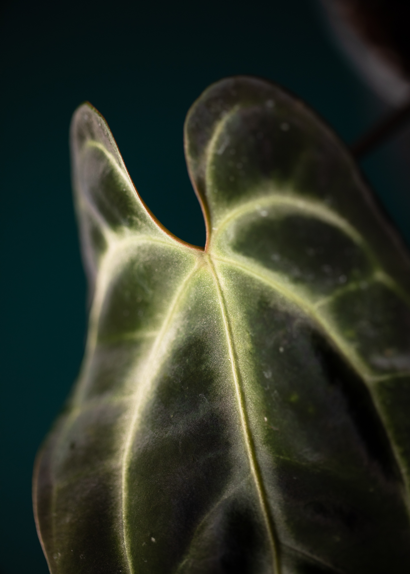 Anthurium Besseae aff Anthurium Besseae aff