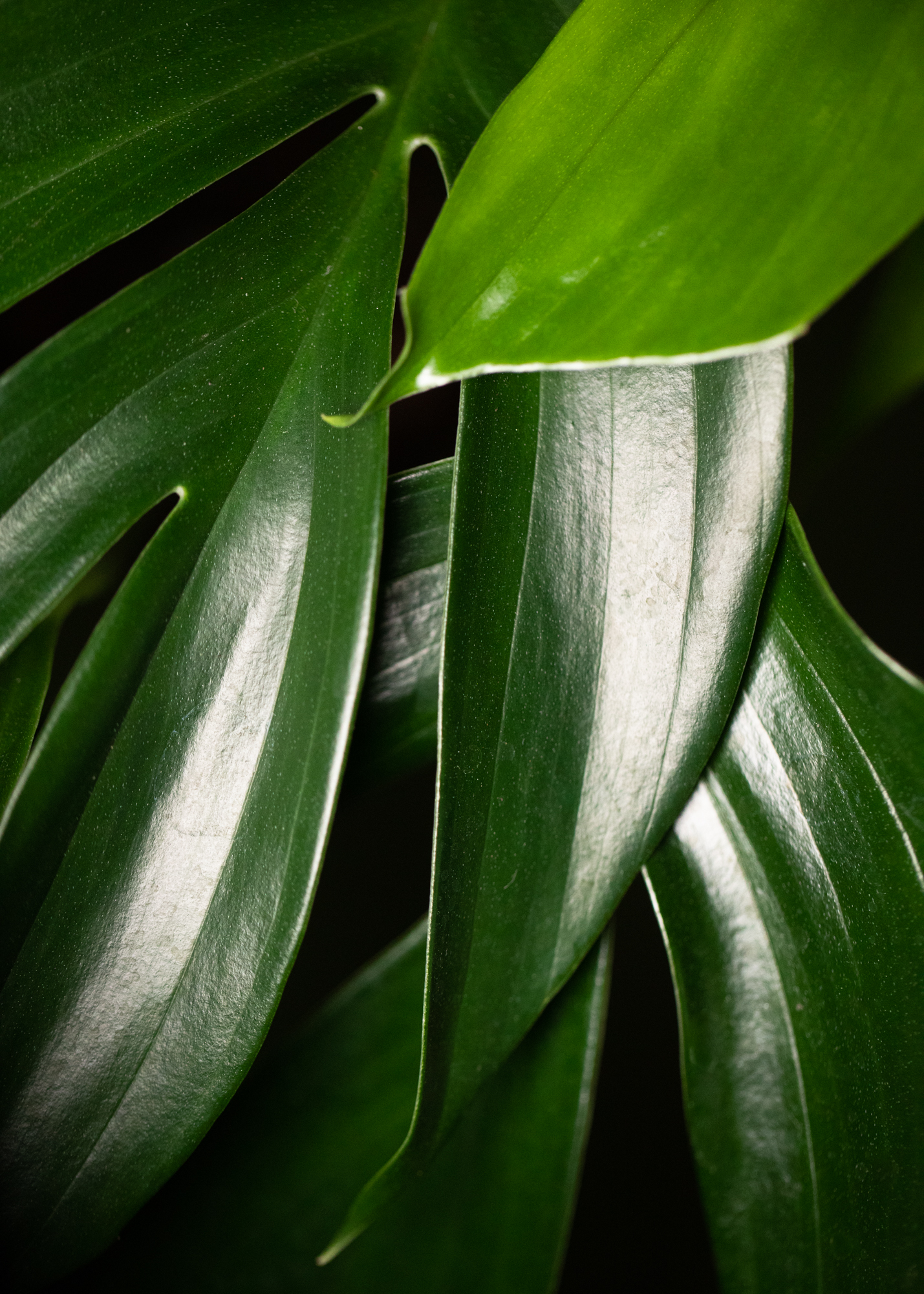 Rhaphidophora Decursiva Rhaphidophora Decursiva