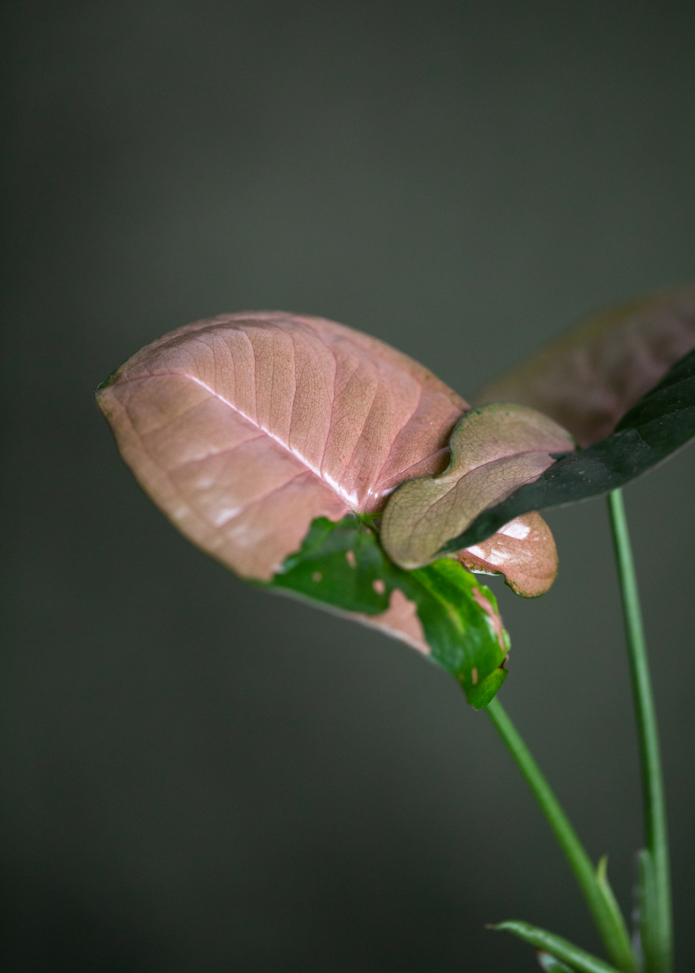 Syngonium Pink Splash Allusion Syngonium Pink Splash Allusion