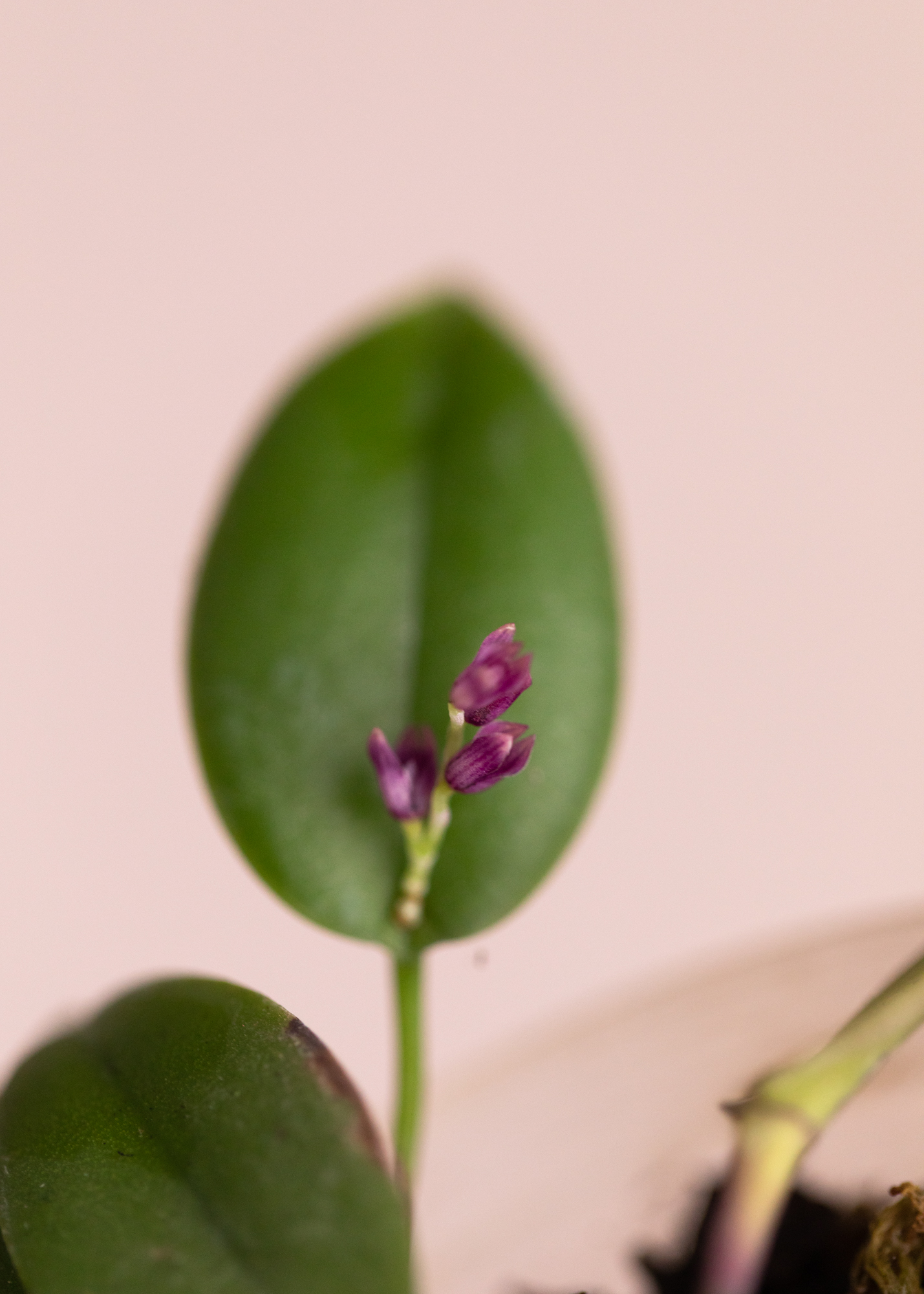 Acianthera Hamosa