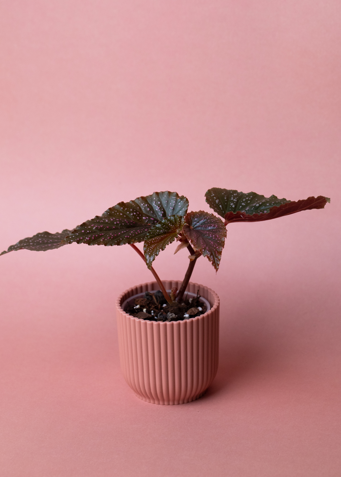 Begonia Benigo Pink