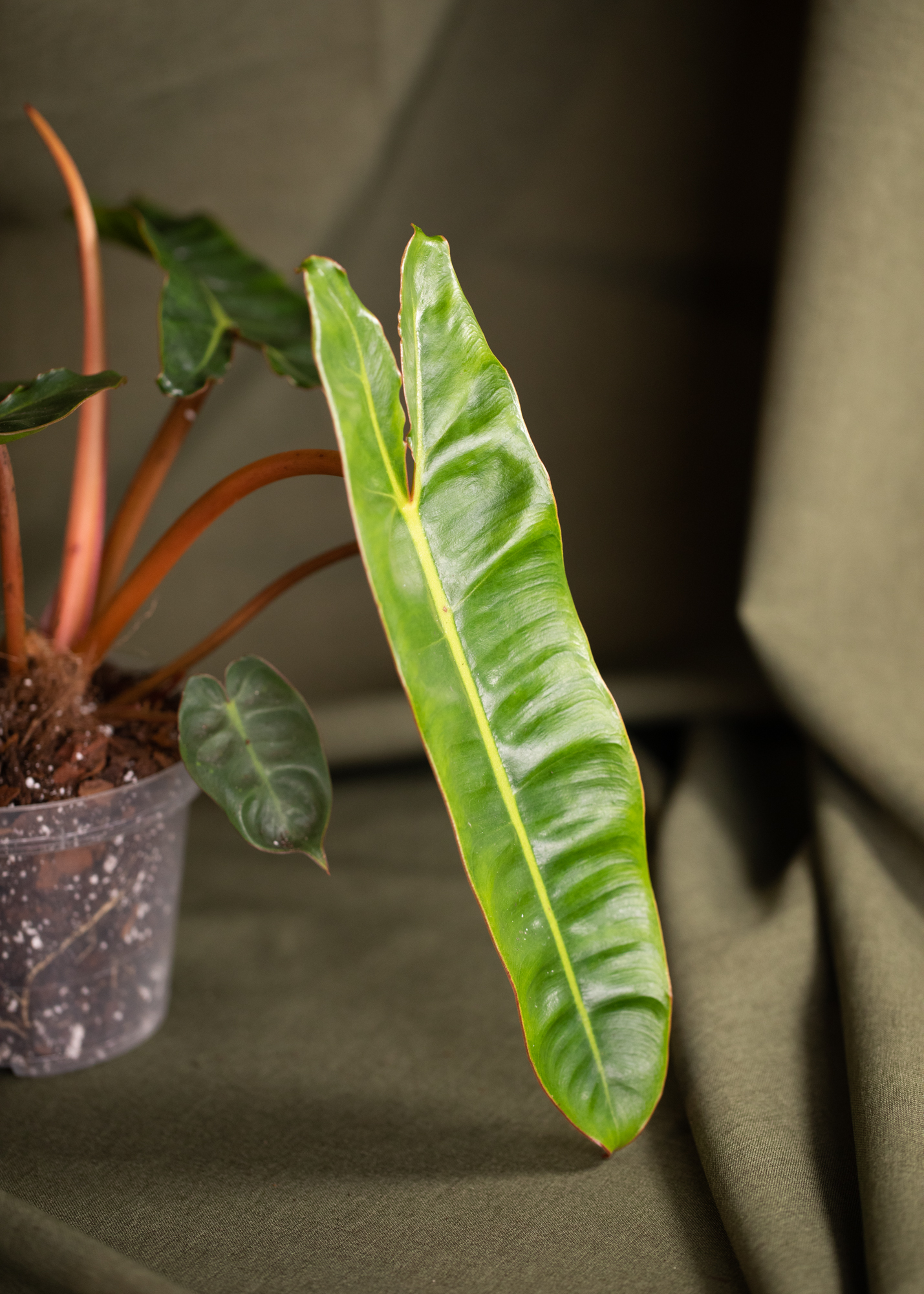 Philodendron Billietiae Philodendron Billietiae
