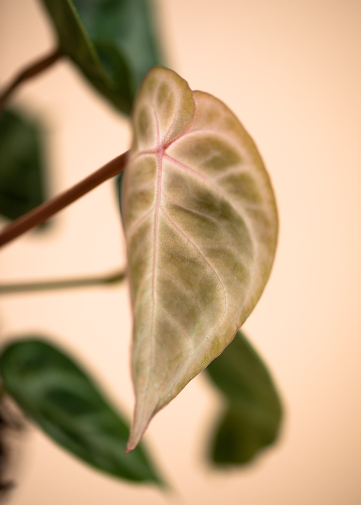 Anthurium Crystallinum Silver Blush L