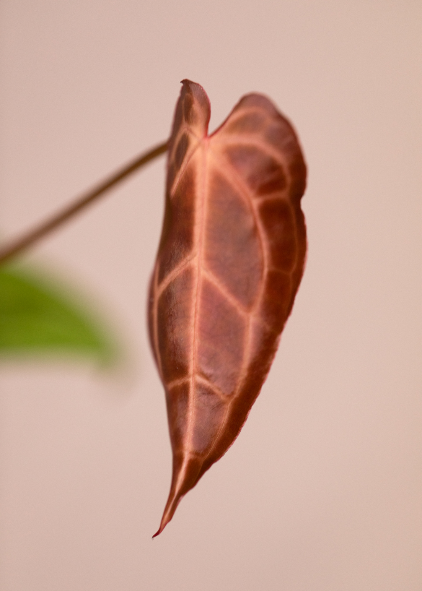 Anthurium Magnificum x Crystallinum 3