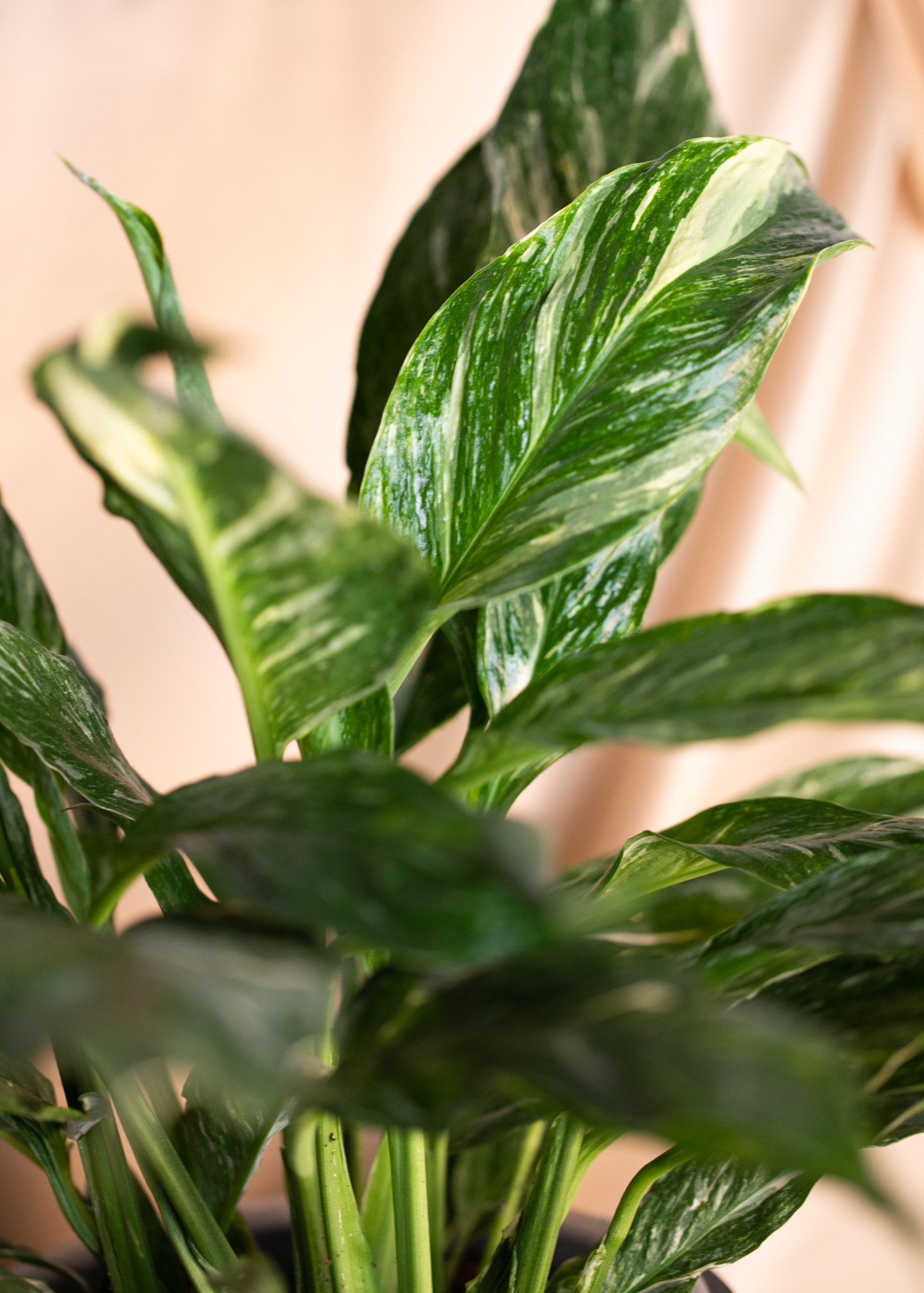 Spathiphyllum Variegata Spathiphyllum Variegata