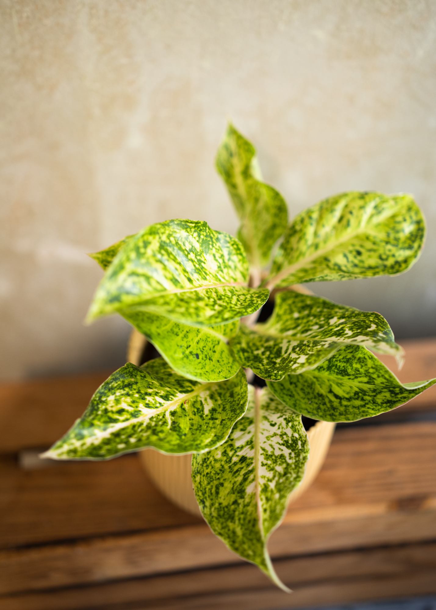 Aglaonema white laksap