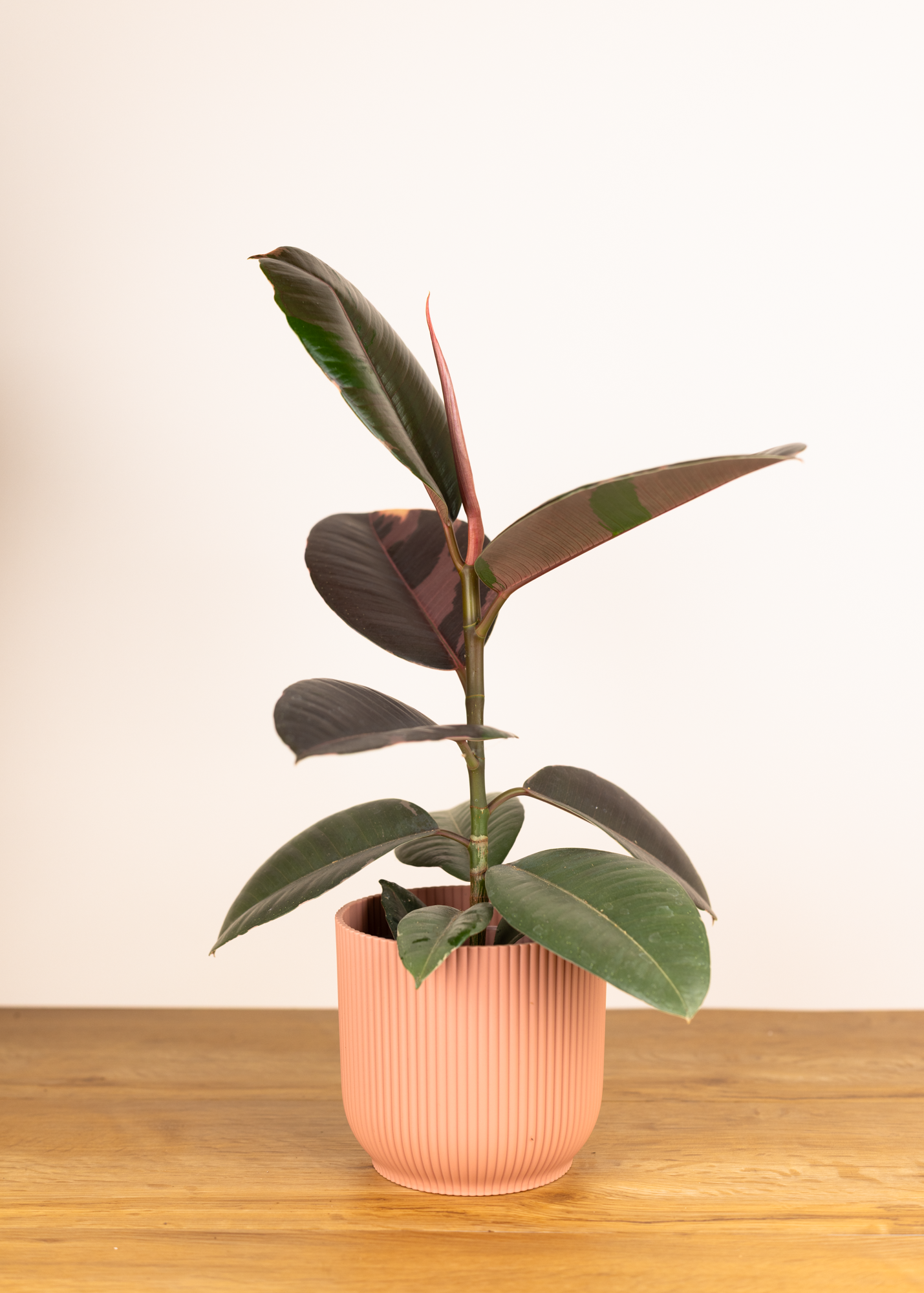 Ficus elastica pink camouflage