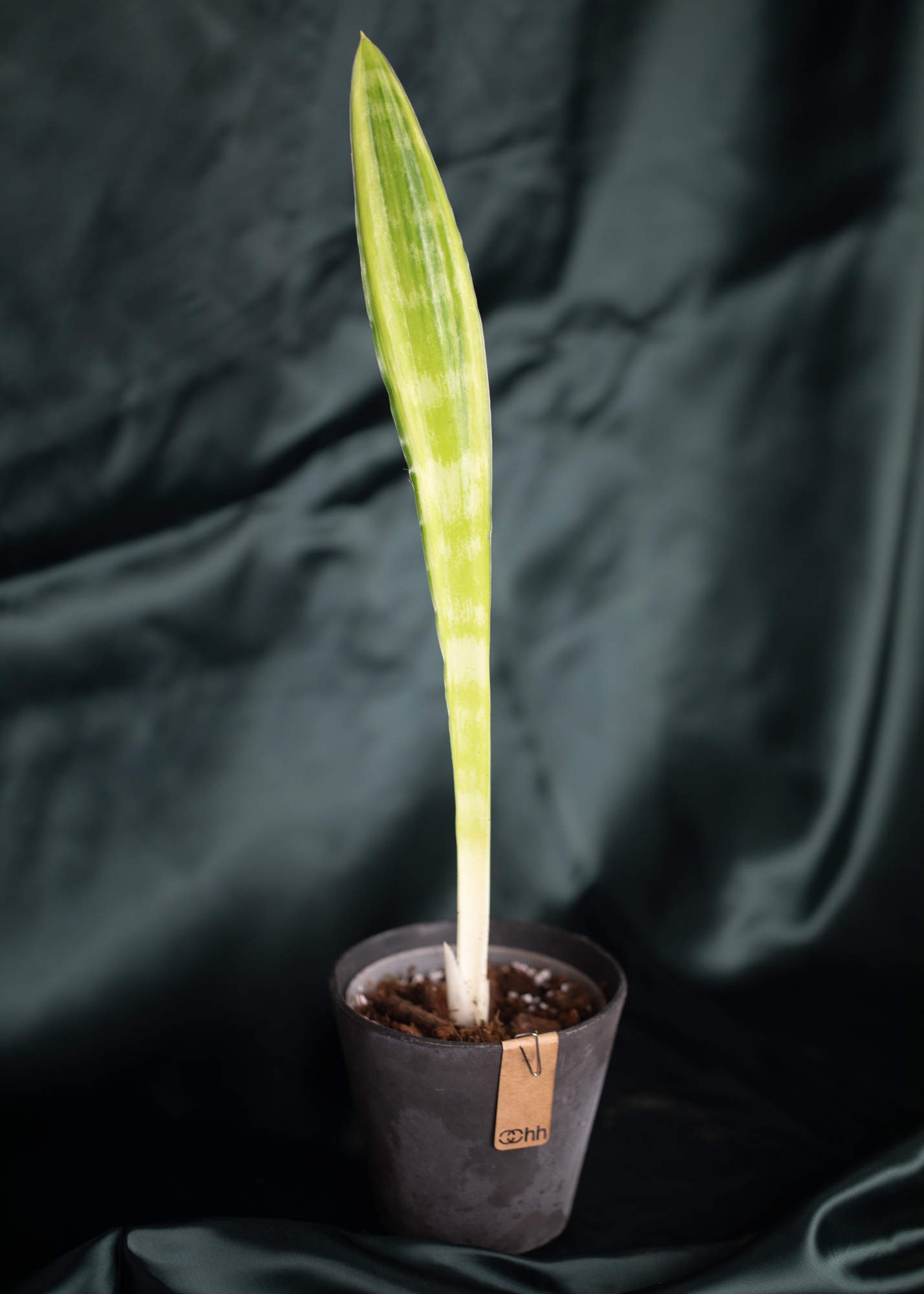 Sansevieria (Draceana) trifasciata aubrytiana Sansevieria (Draceana) trifasciata aubrytiana