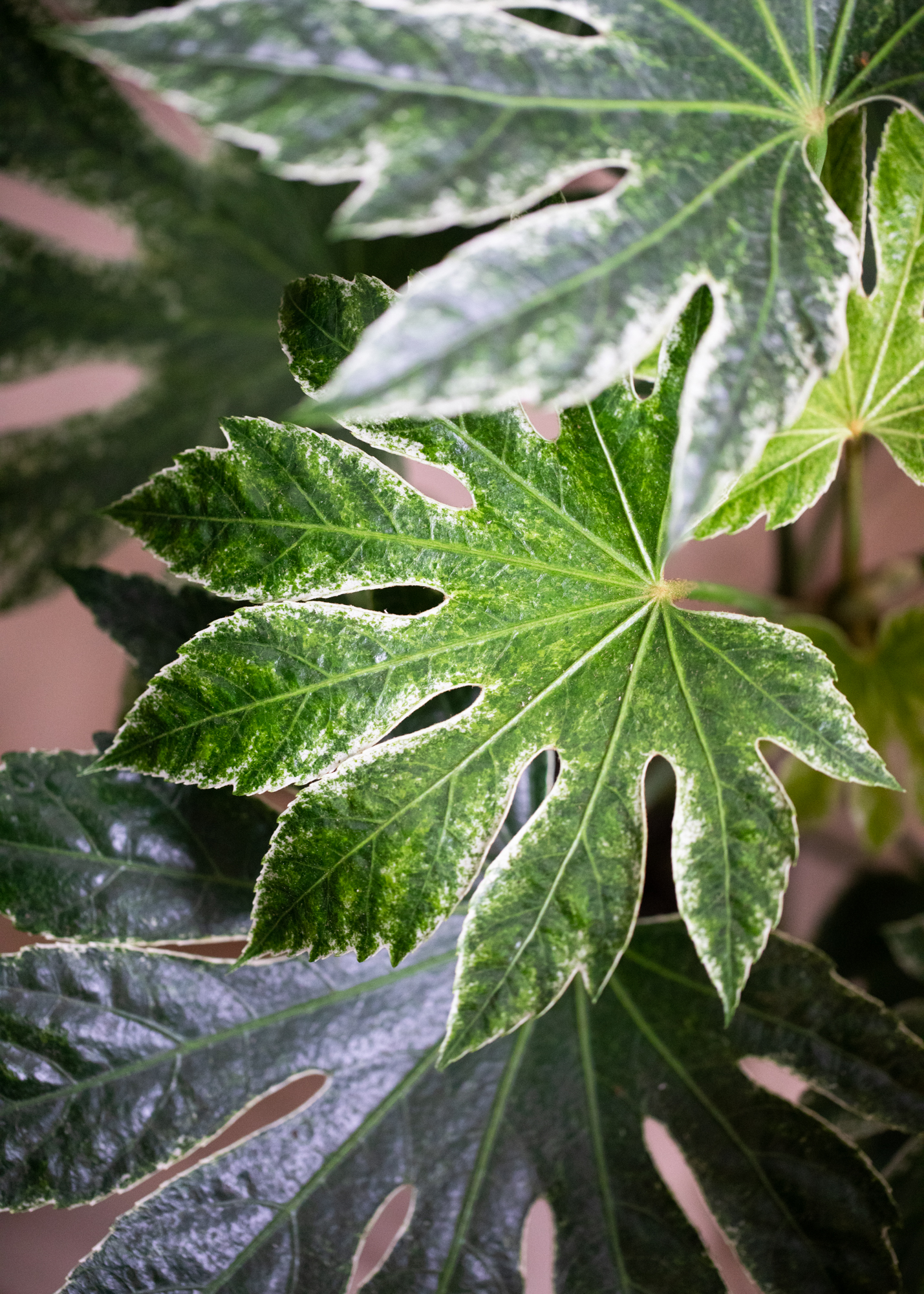 Fatsia Japonica Variegata 'Spiderweb' M