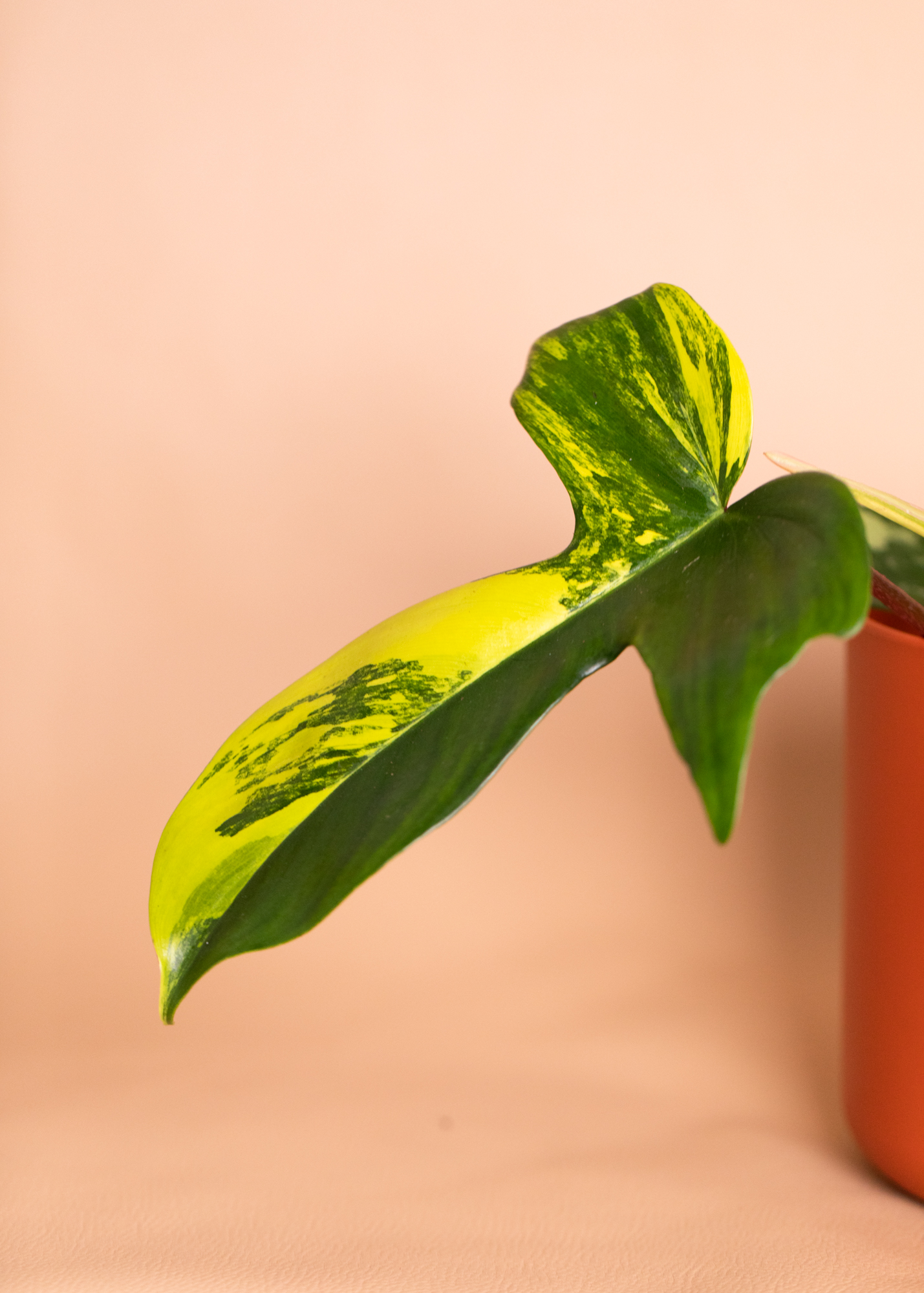 Philodendron Florida Beauty 3