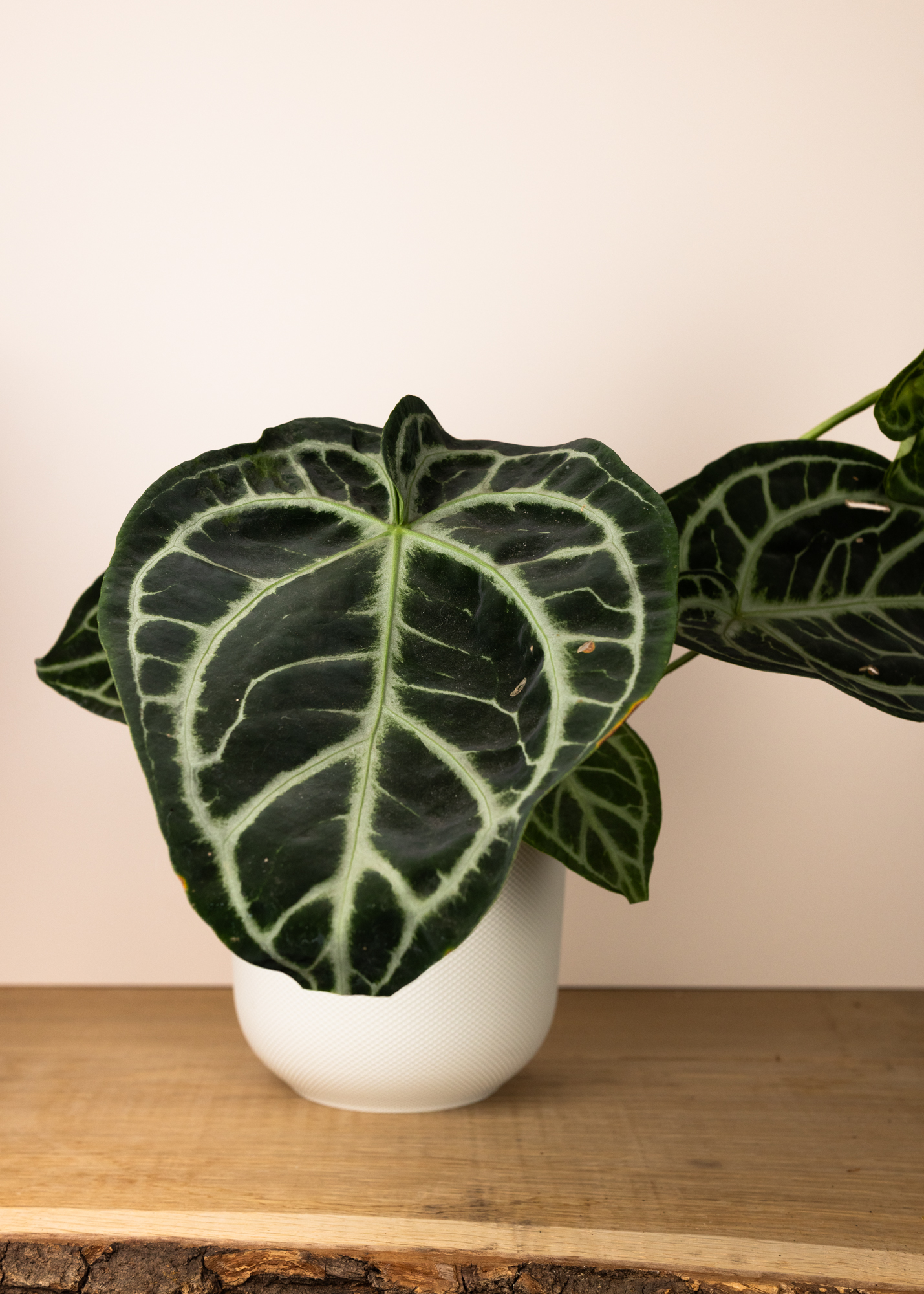 Anthurium Crystallinum Dark Form L