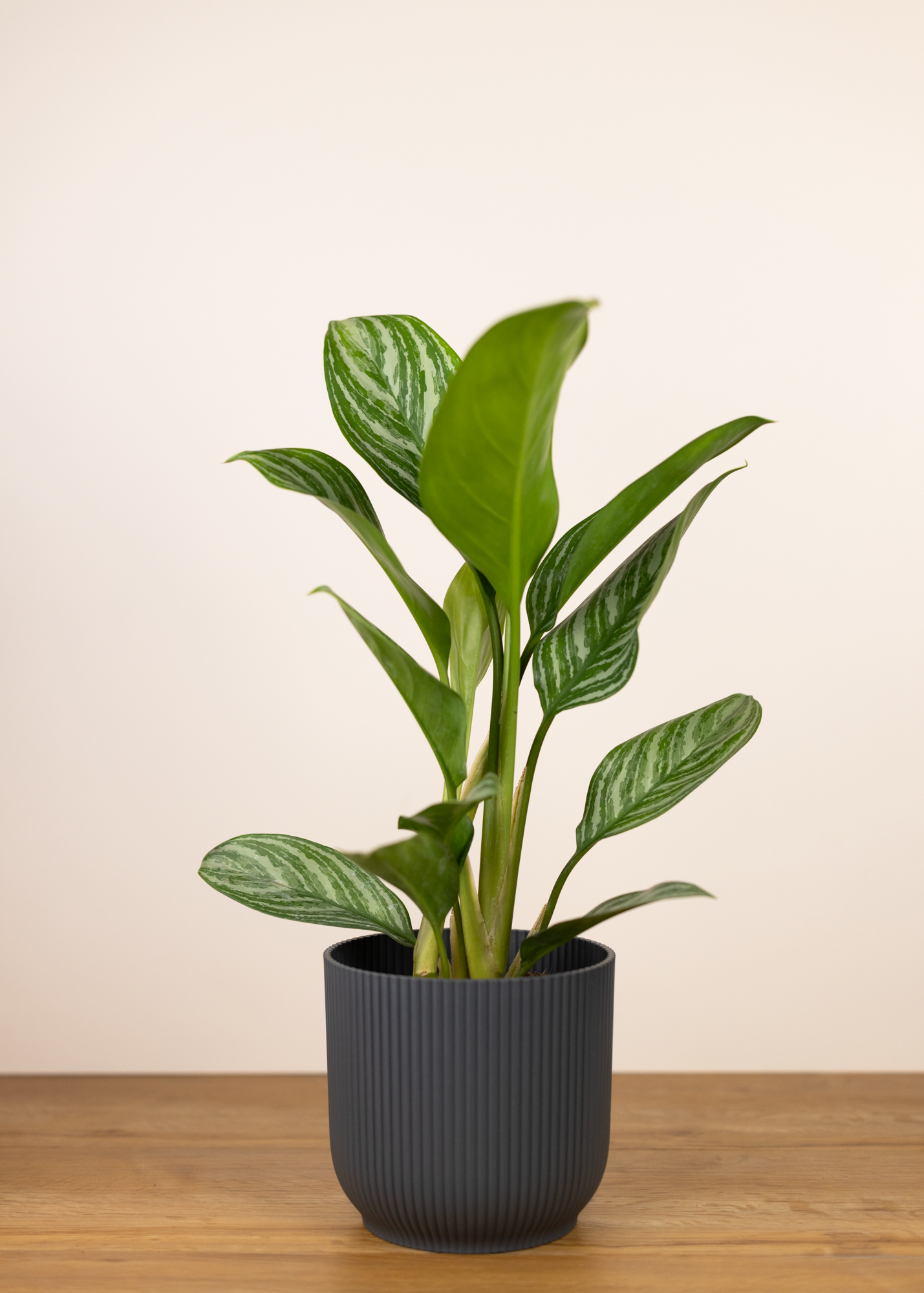 Aglaonema stripes