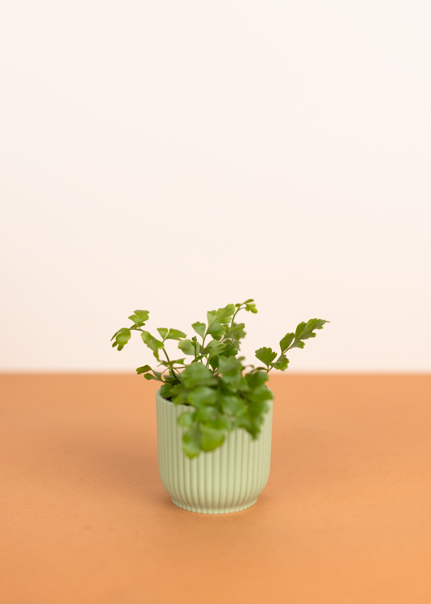 Asplenium dimorphum × difforme parvati XS