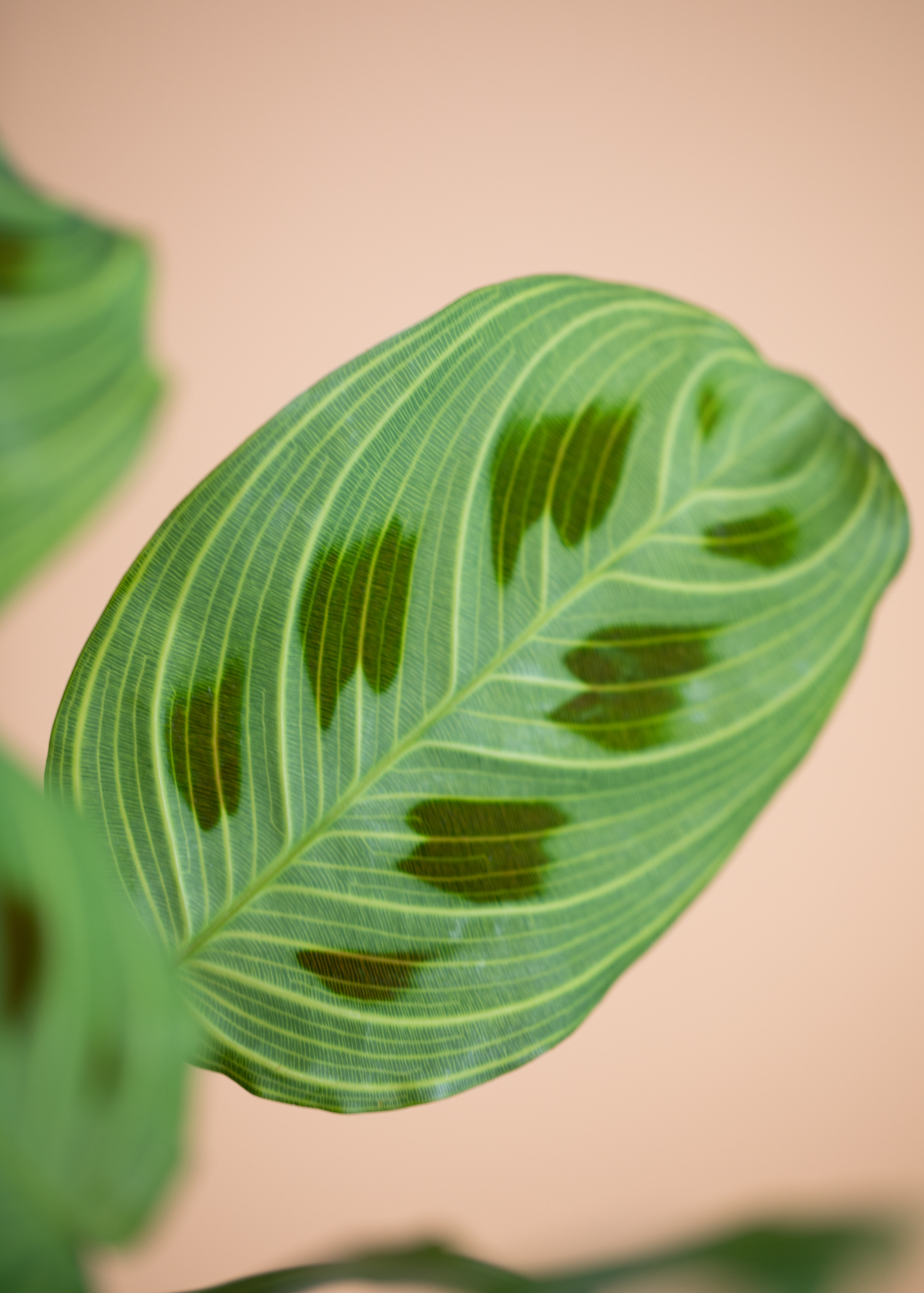 Maranta Light Veins