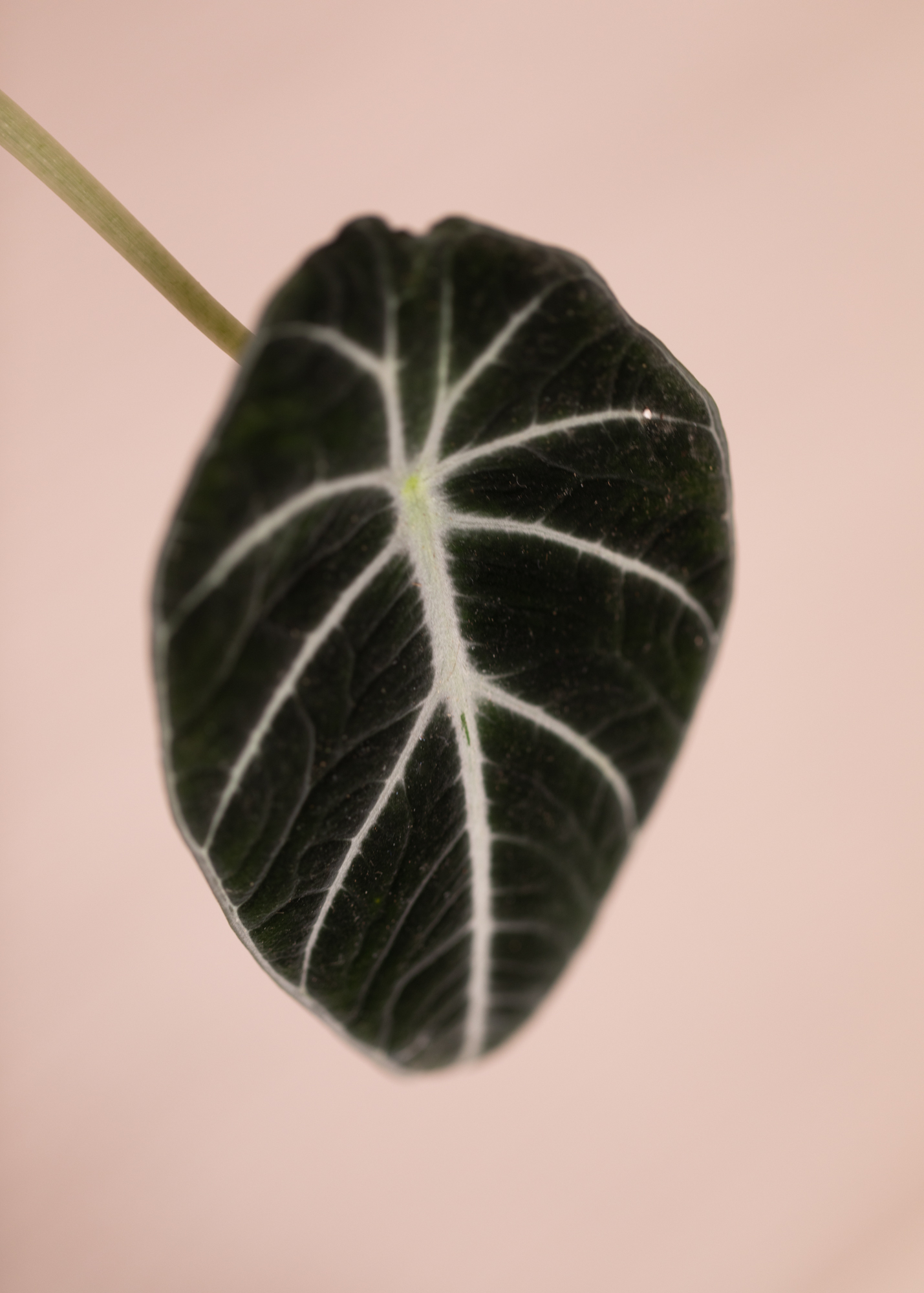 Alocasia Reginula 'Black Velvet'