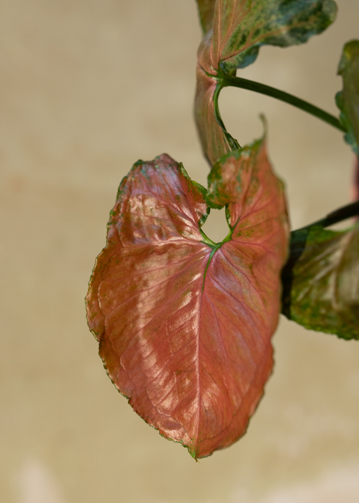 Syngonium Strawberry ice