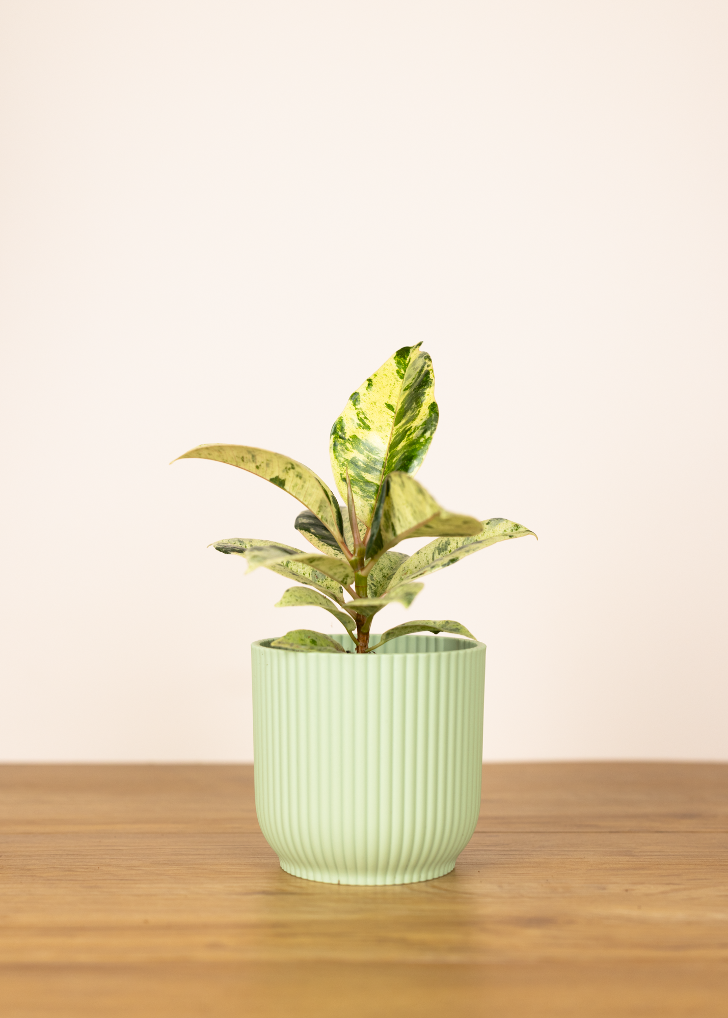 Ficus elastica shivereana moonshine S