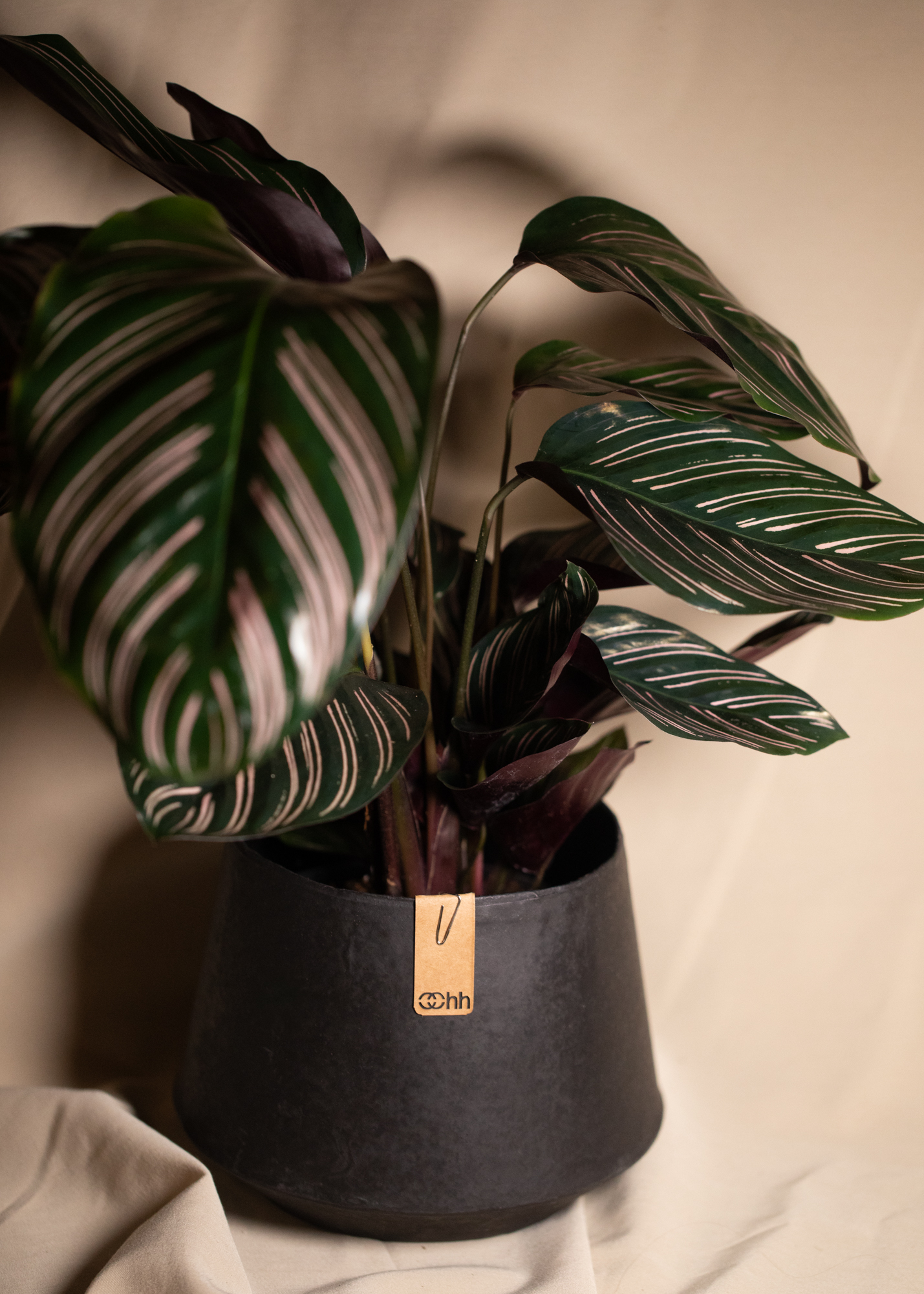 Tokyo Flower pot, black