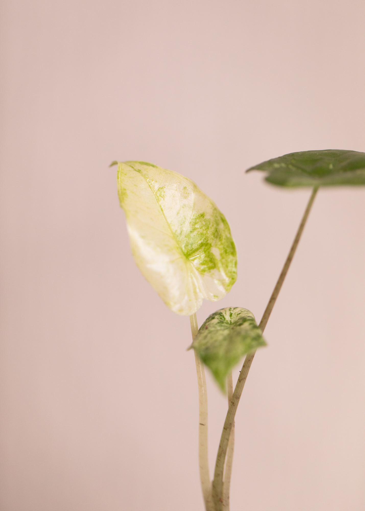 Alocasia Macrorrhiza Splash Variegata 6