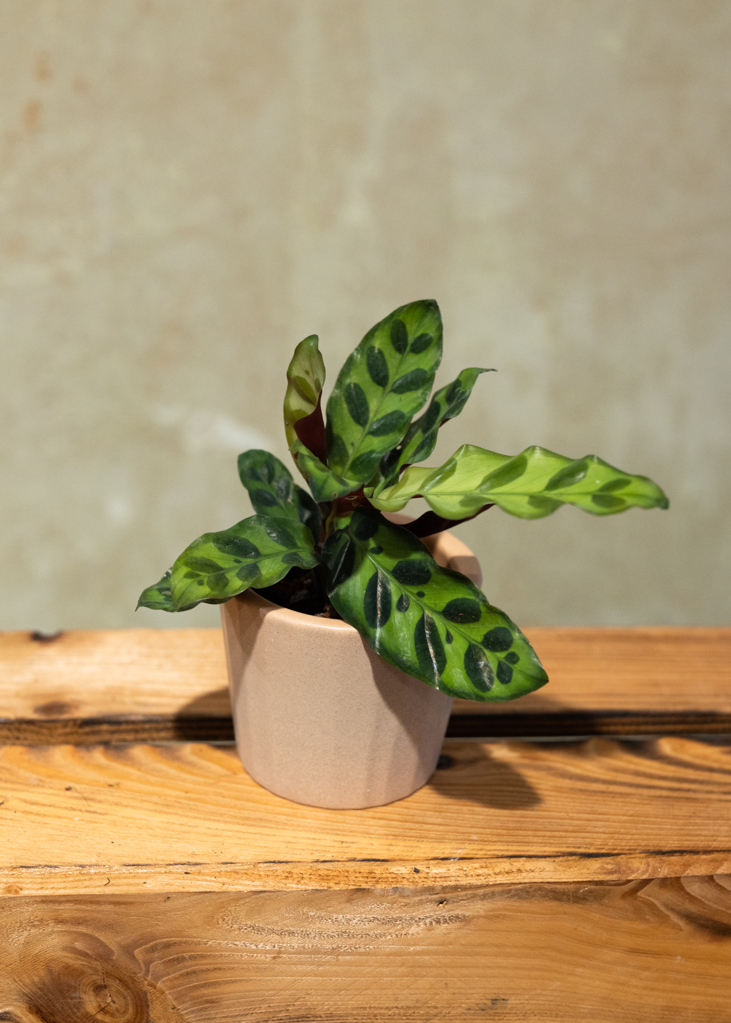 Calathea lancifolia XS