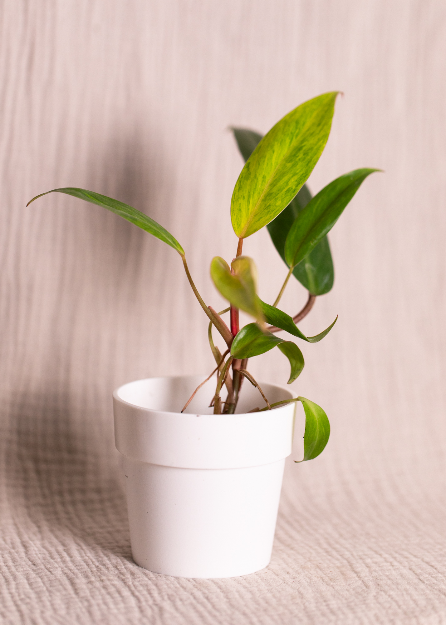 Philodendron Painted Lady