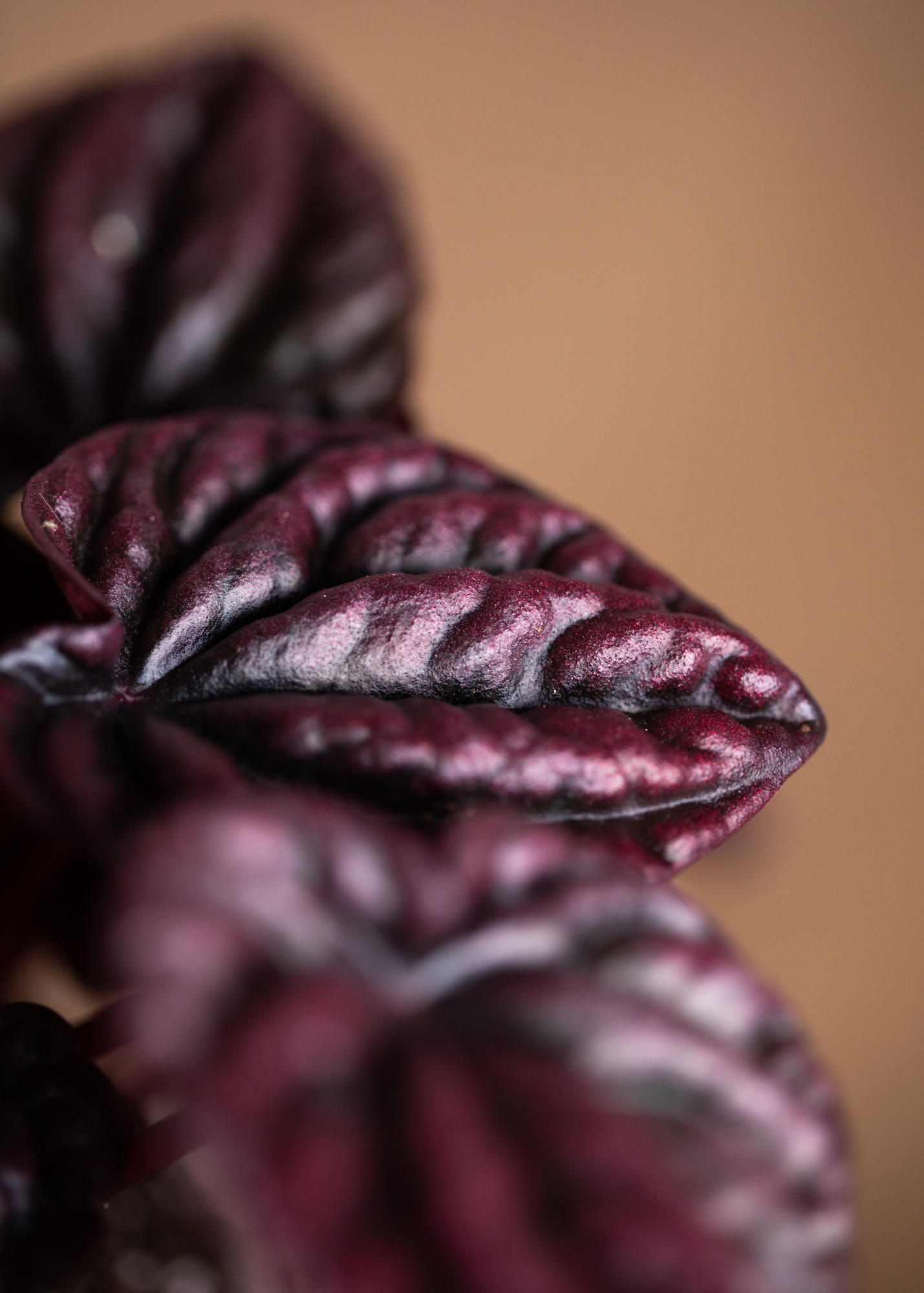 Peperomia Caperata 'Red Luna' Peperomia Caperata 'Red Luna'