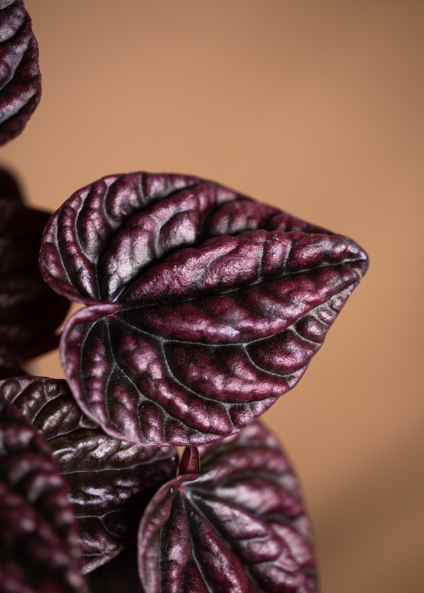 Peperomia Caperata 'Red Luna' Peperomia Caperata 'Red Luna'