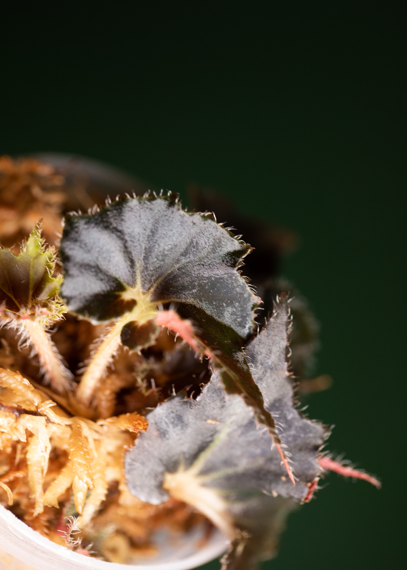 Begonia Black Fang Begonia Black Fang