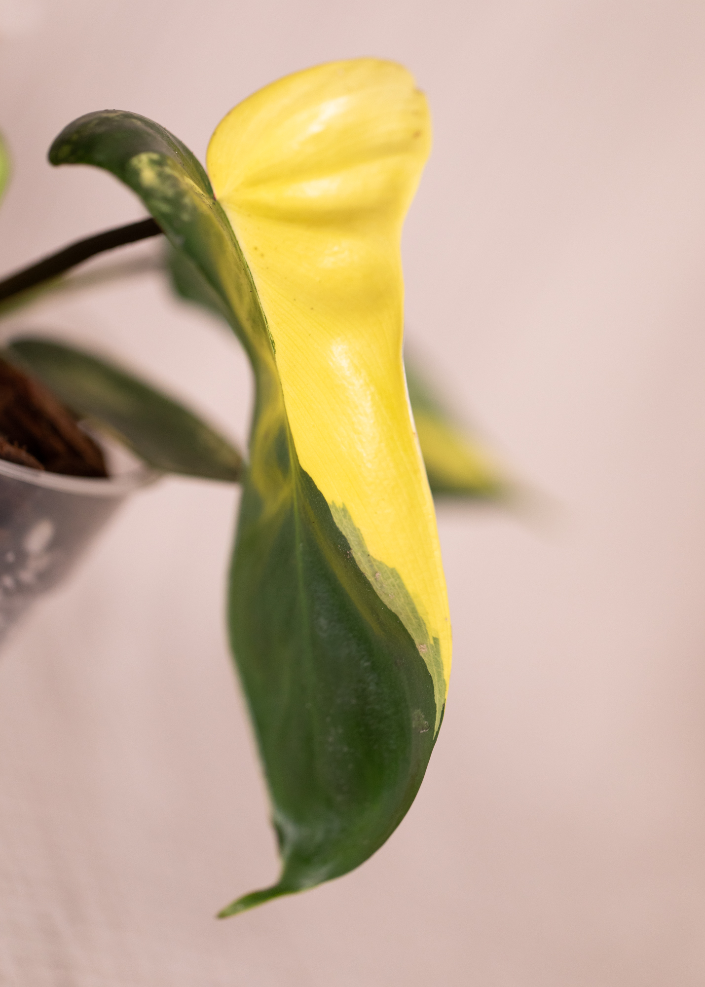 Philodendron Florida Beauty 4