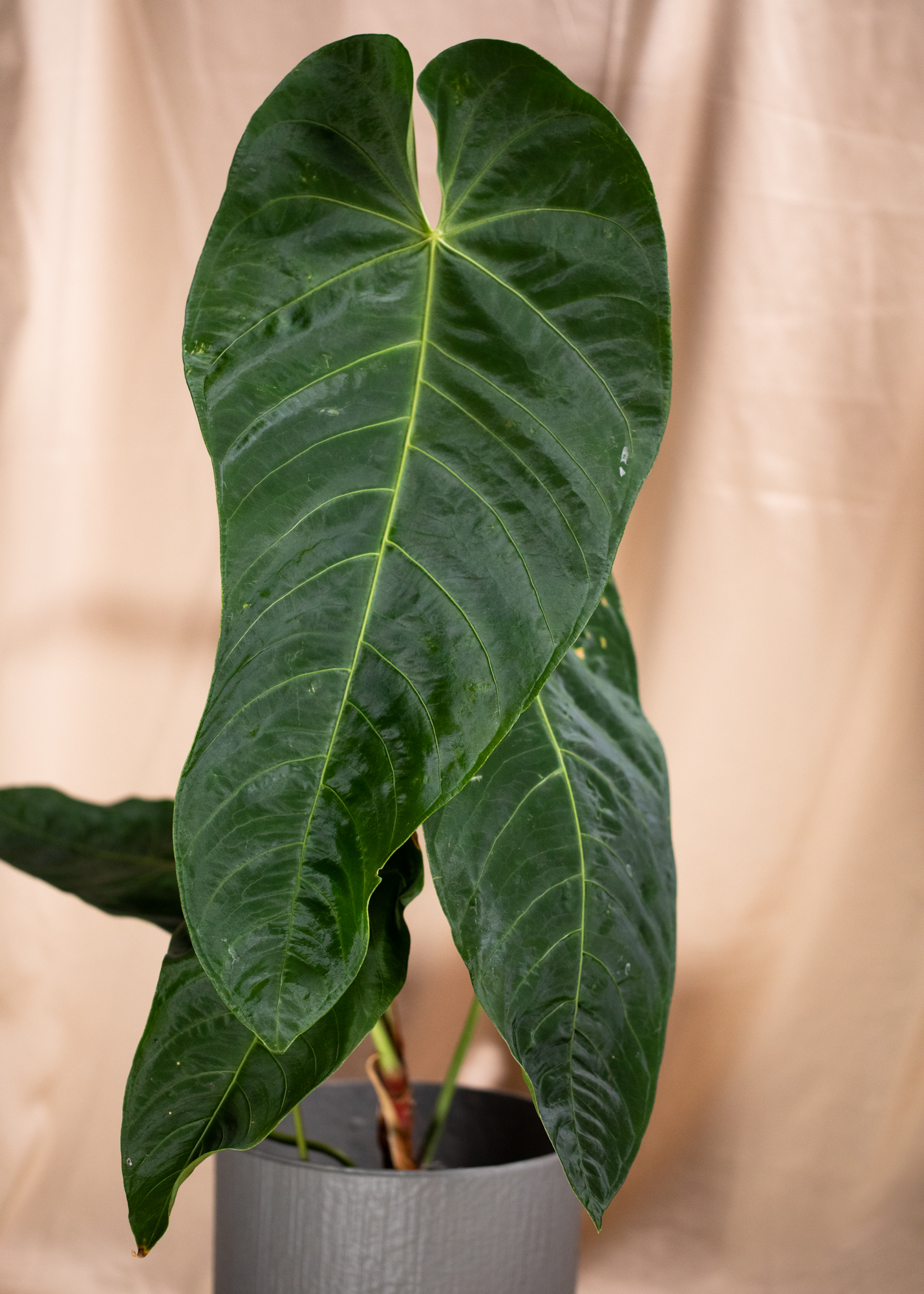 Anthurium Queremalense
