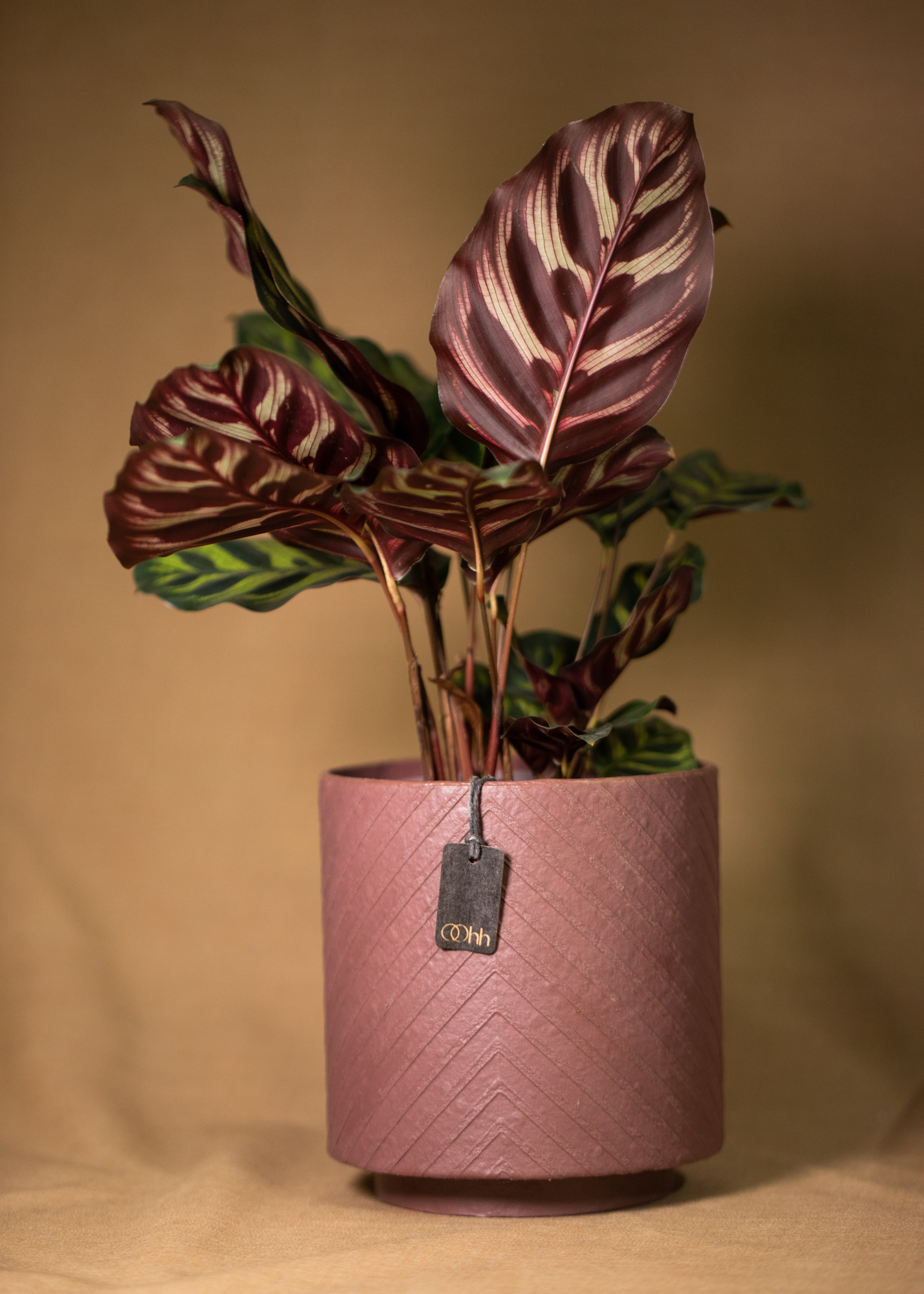 Louisiana pot, maroon Louisiana pot, maroon