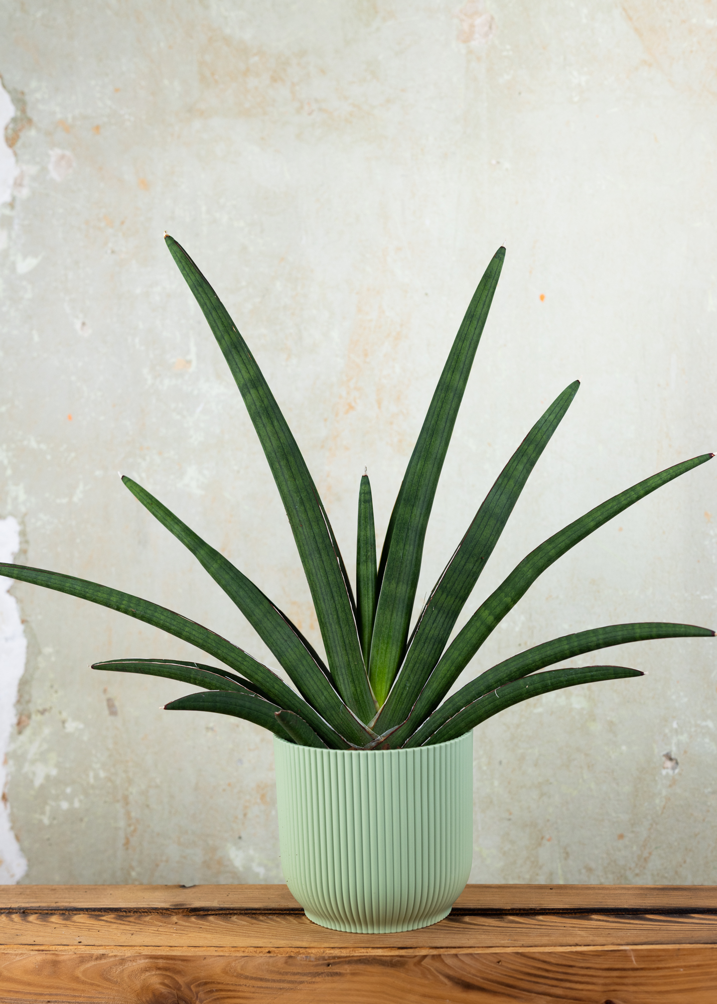 Sansevieria (Draceana) tiara grand gazelle