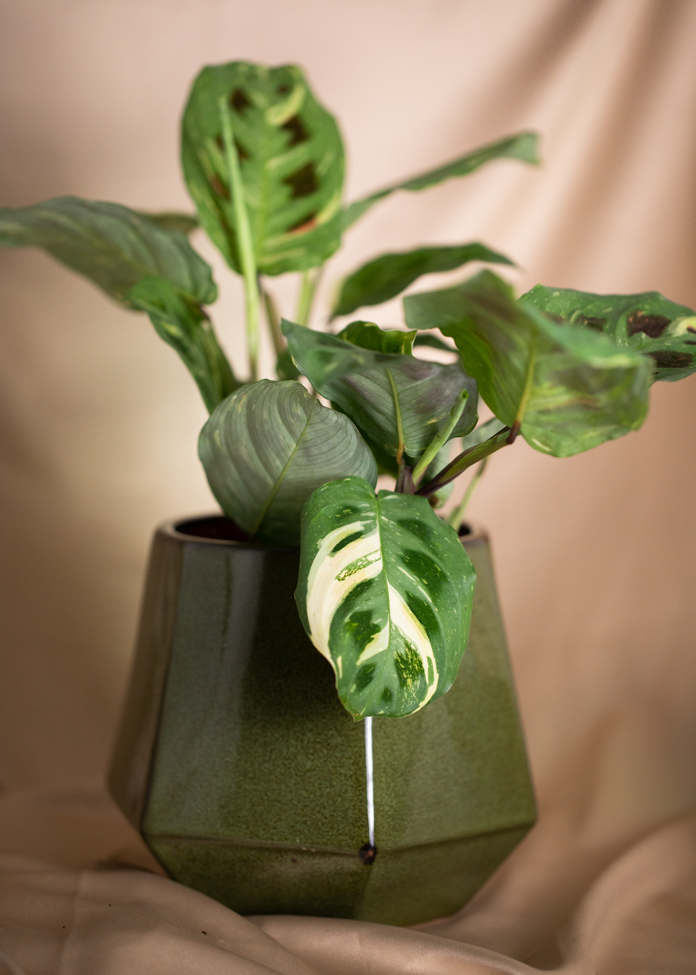 Maranta Kerchoveana Variegata