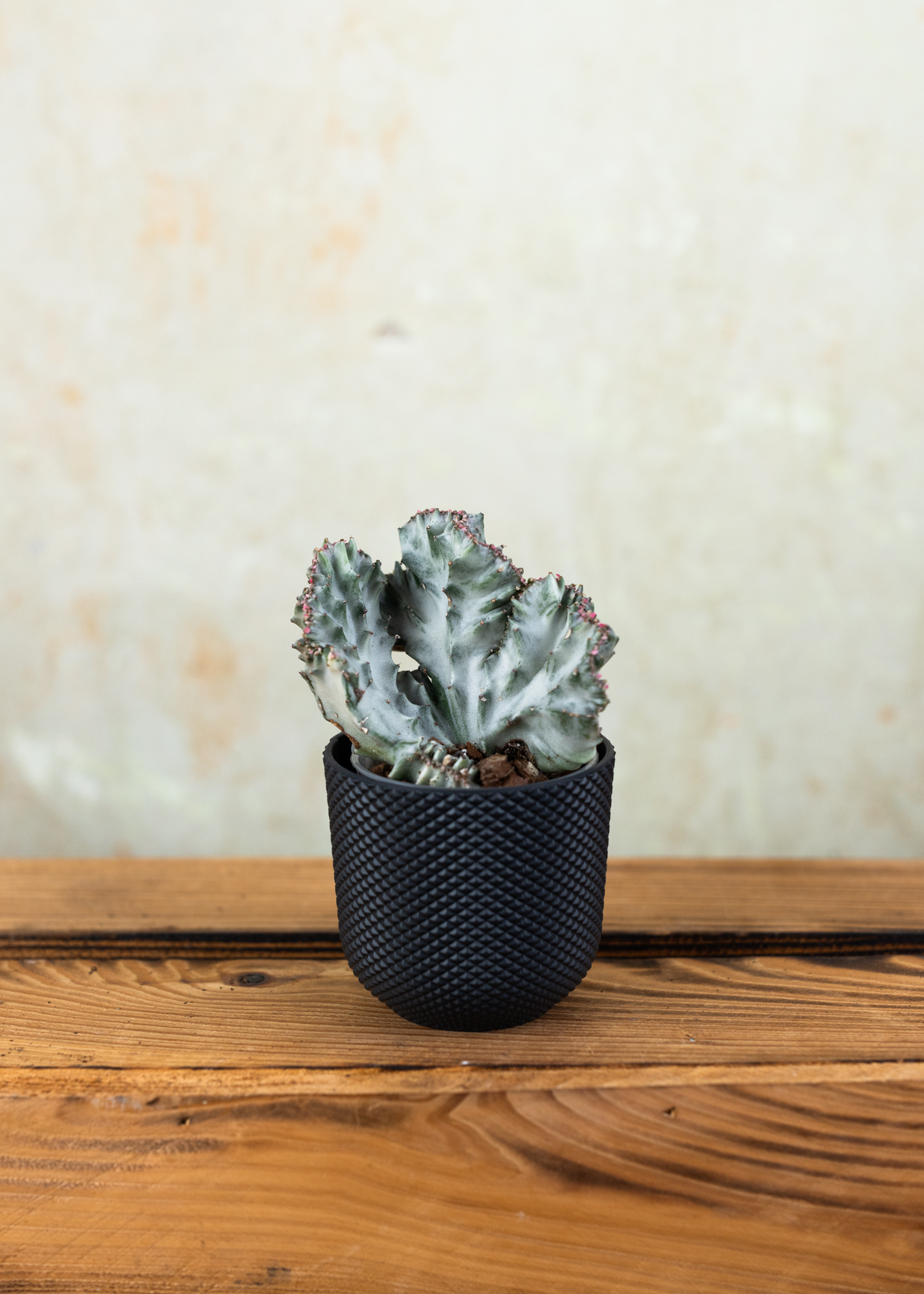 Euphorbia lactea cristata variegata