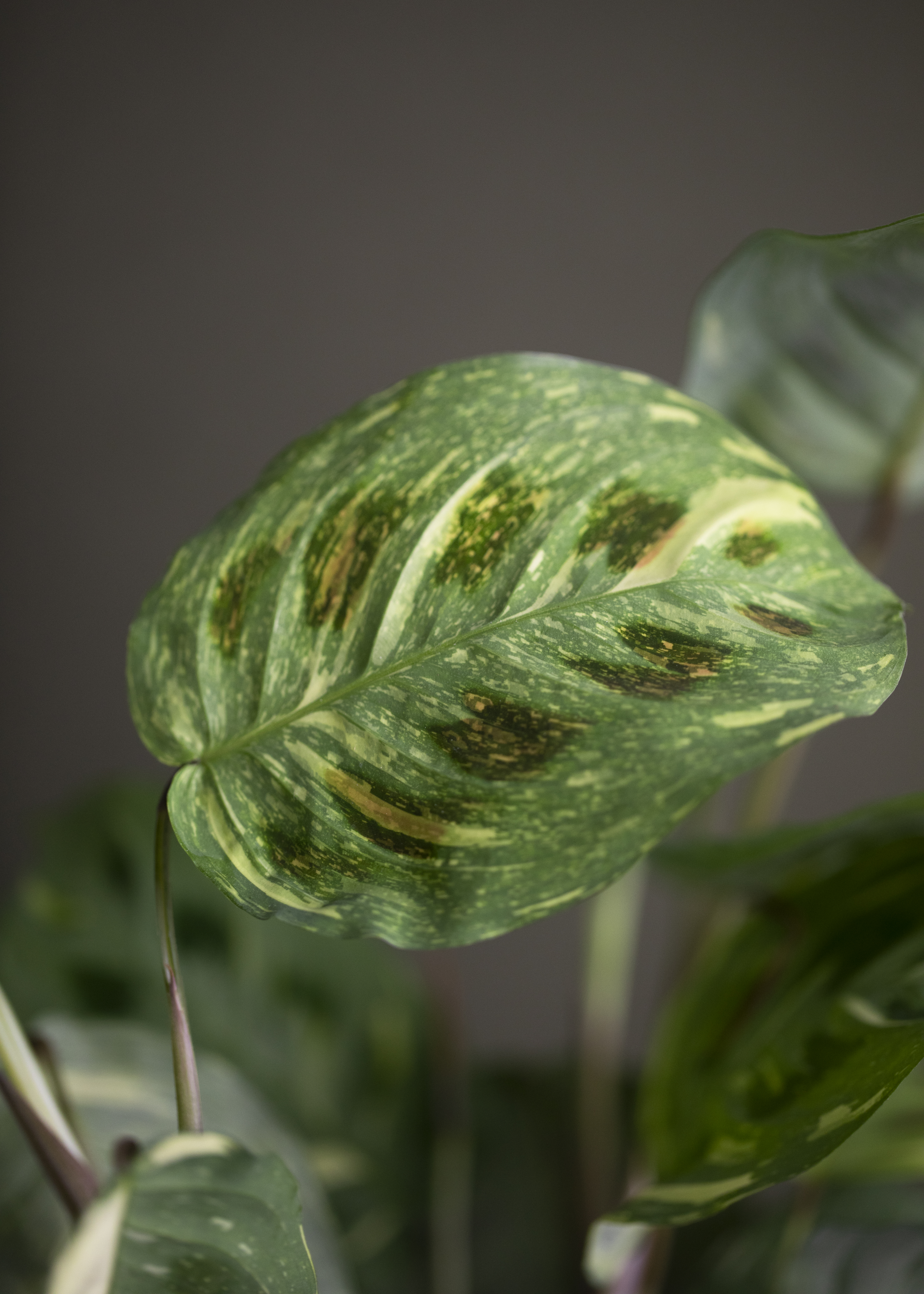 Maranta Kerchoveana Variegata