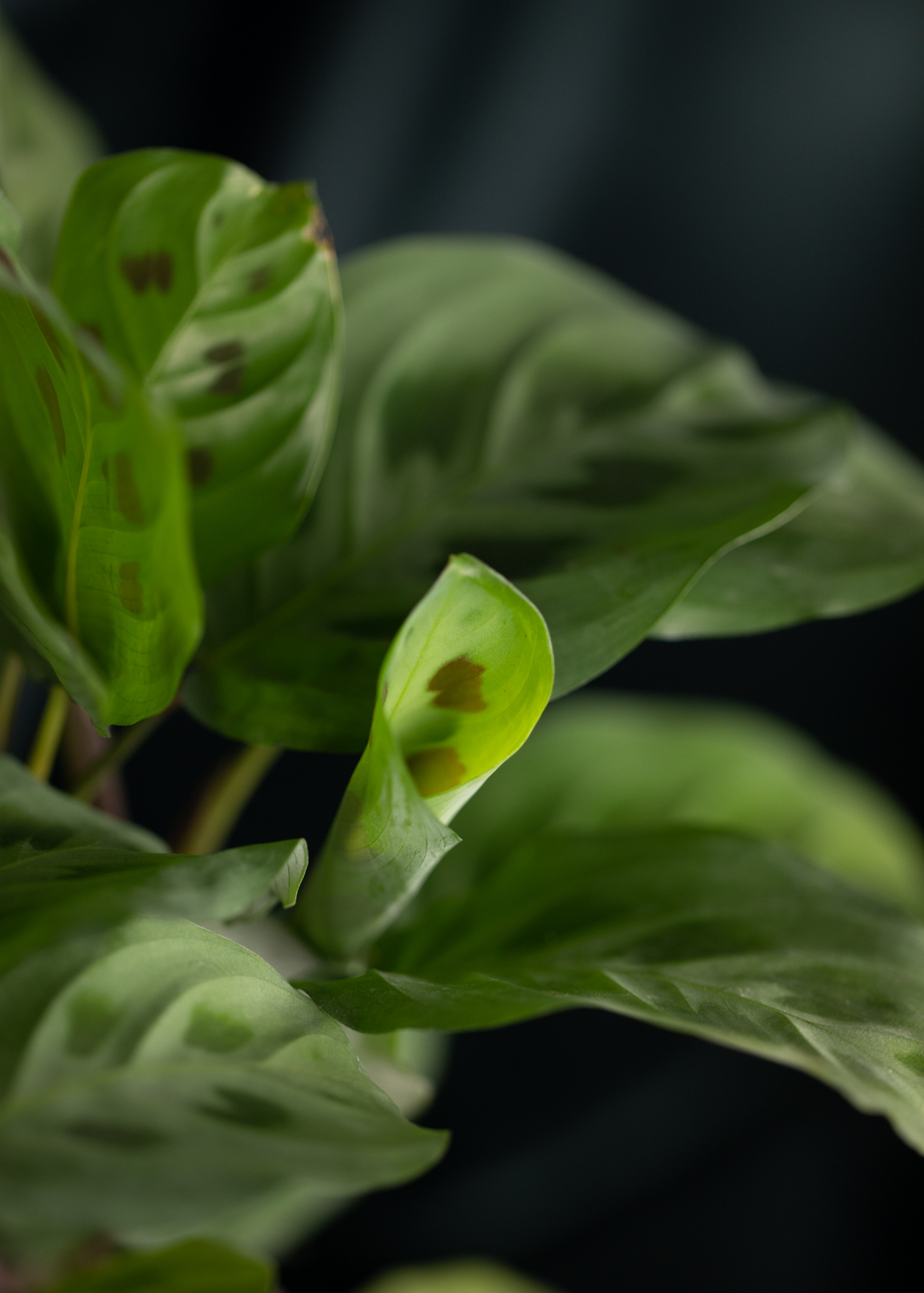 Maranta Kerochevana Maranta Kerochevana