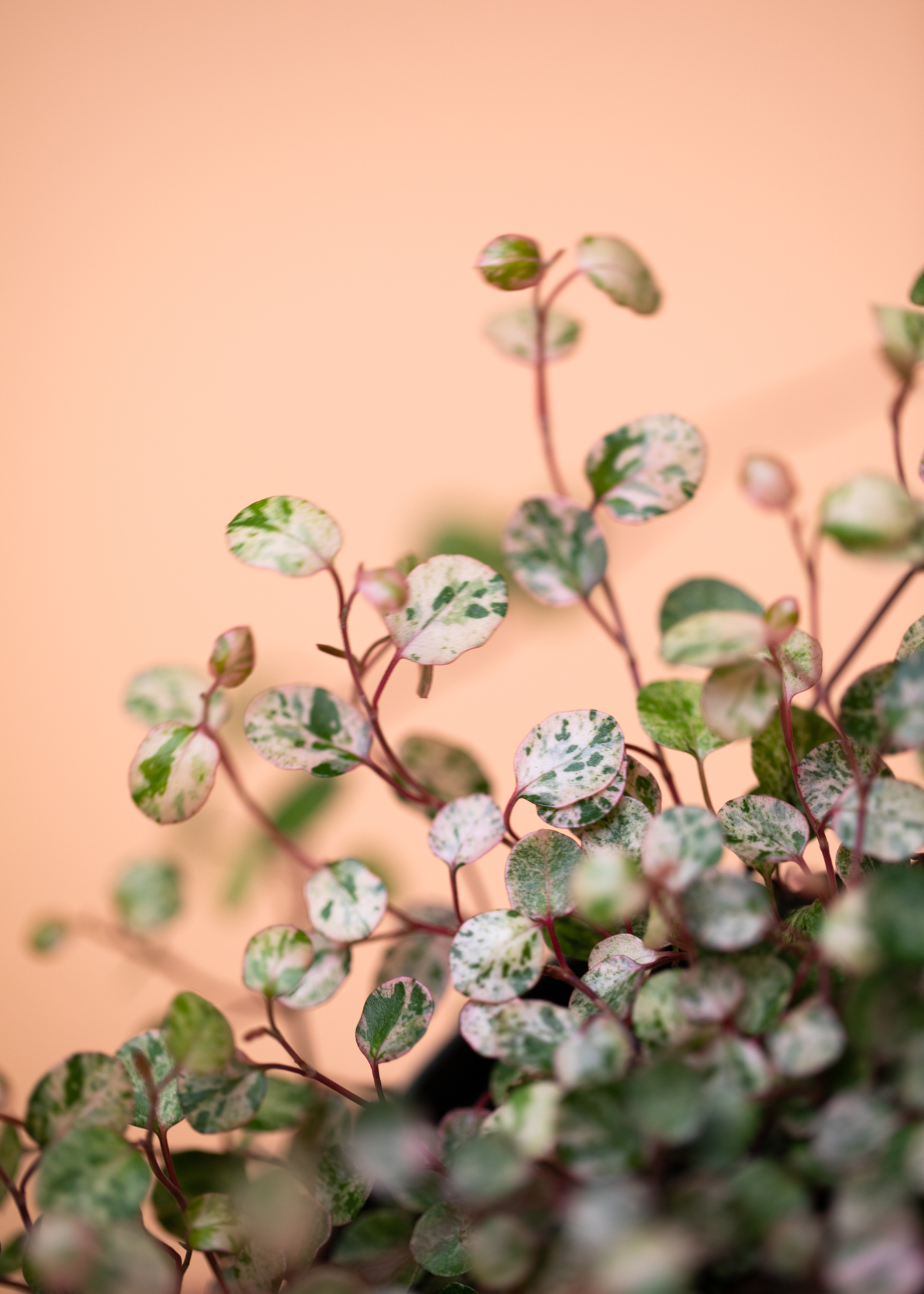 Mühlenbeckia Complexa Variegata