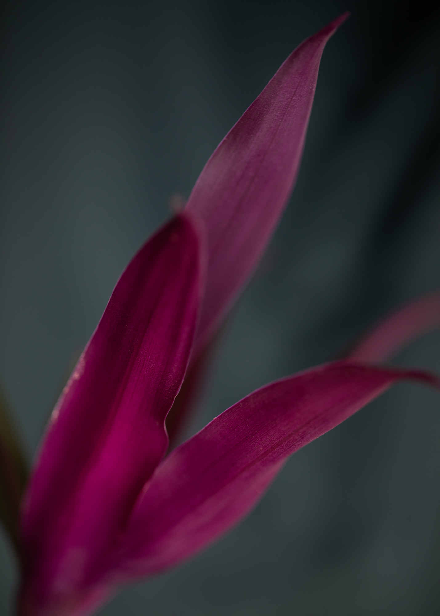 Tradescantia Spathacea Tradescantia Spathacea