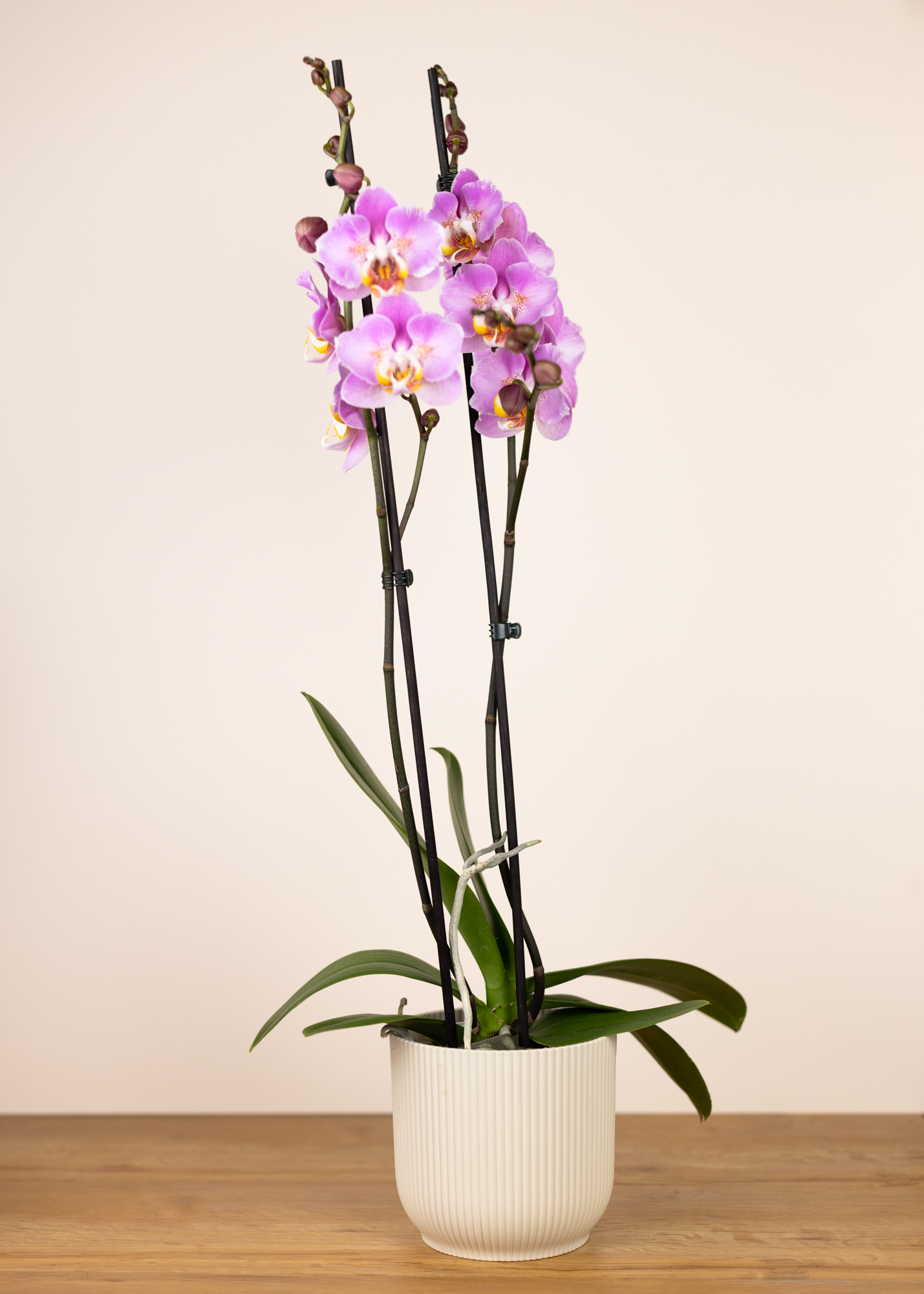Phalaenopsis cadillac peloric