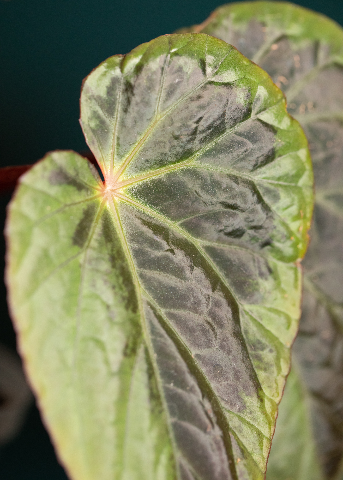 Begonia Burkillii Silver Edge Begonia Burkillii Silver Edge