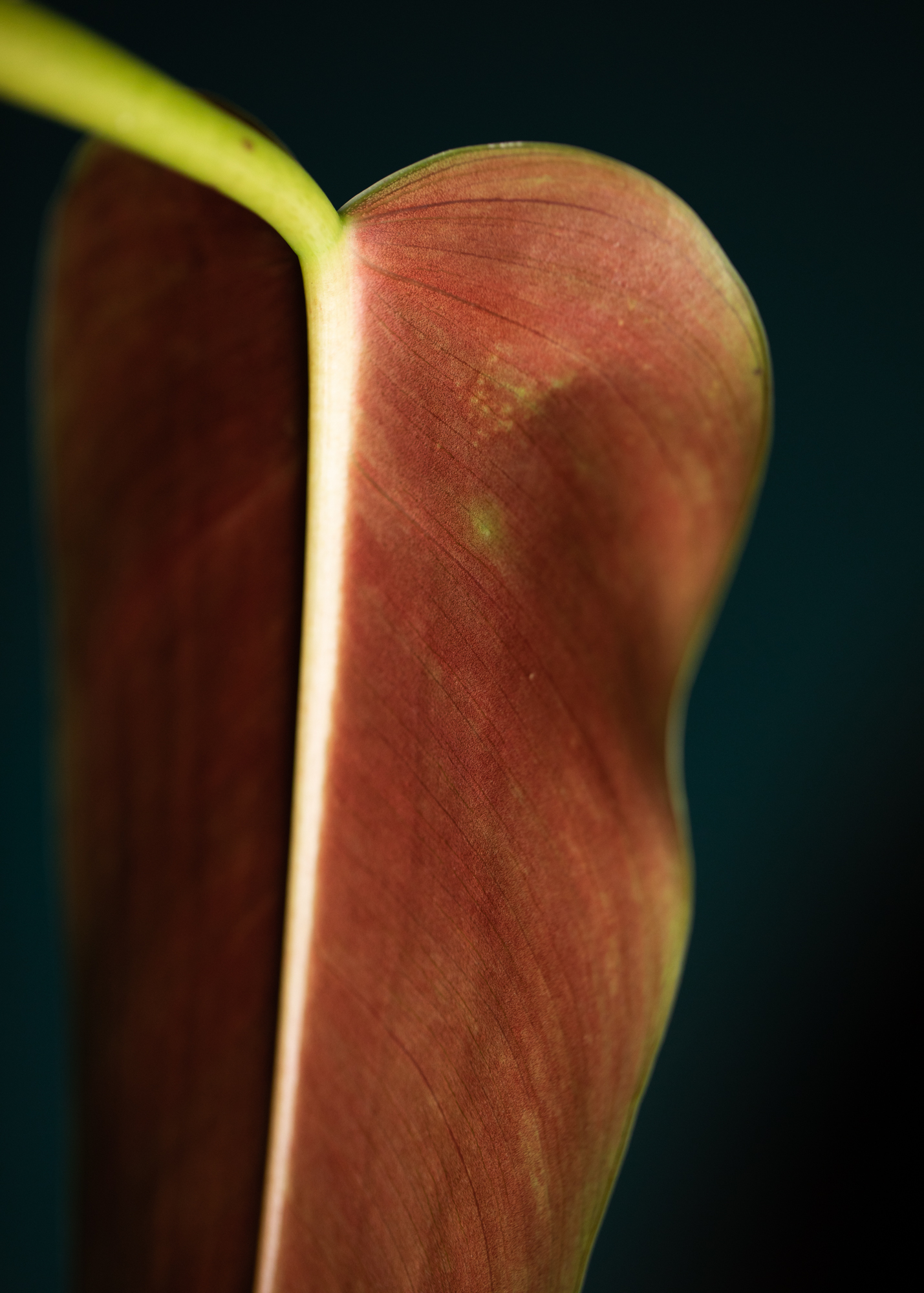 Philodendron Tuxtlanum Philodendron Tuxtlanum