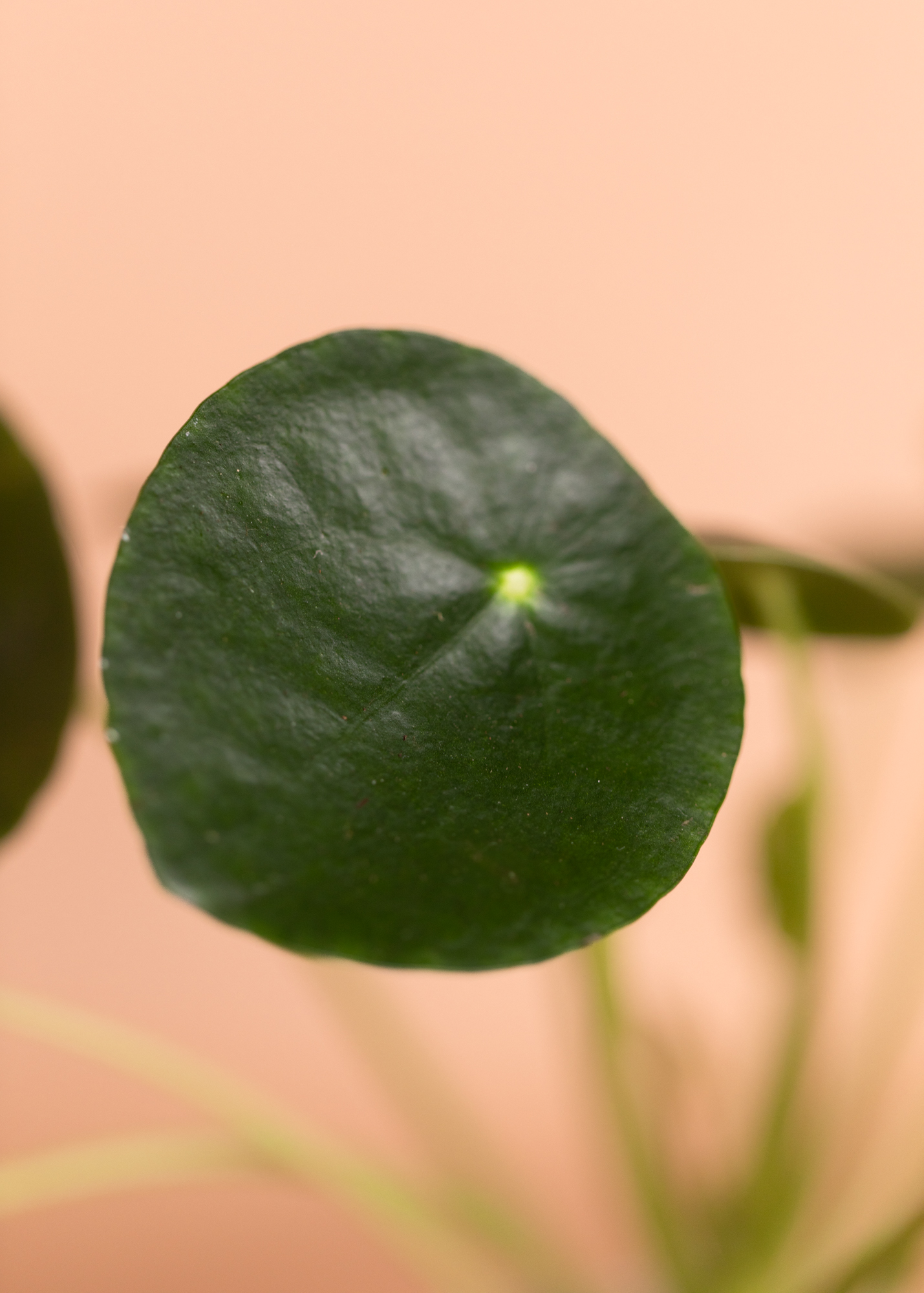 Pilea peperomioides