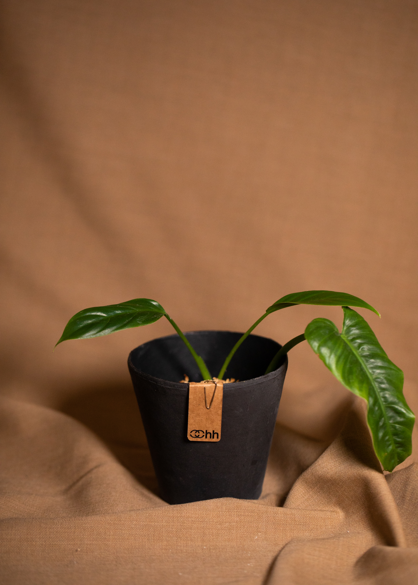 Philodendron Thalassicum Philodendron Thalassicum